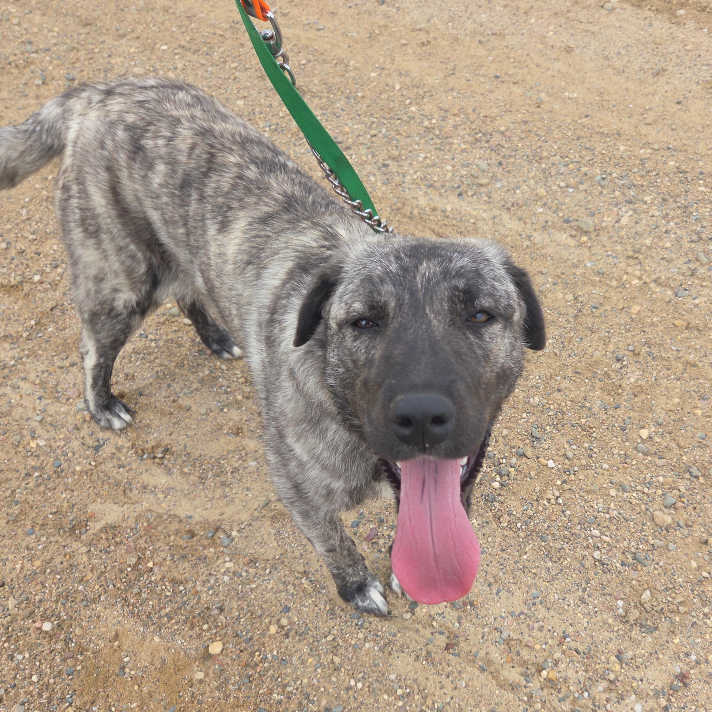 Luna, a Adoptable Anatolian Shepherd in Mapleton, IA image 2/2