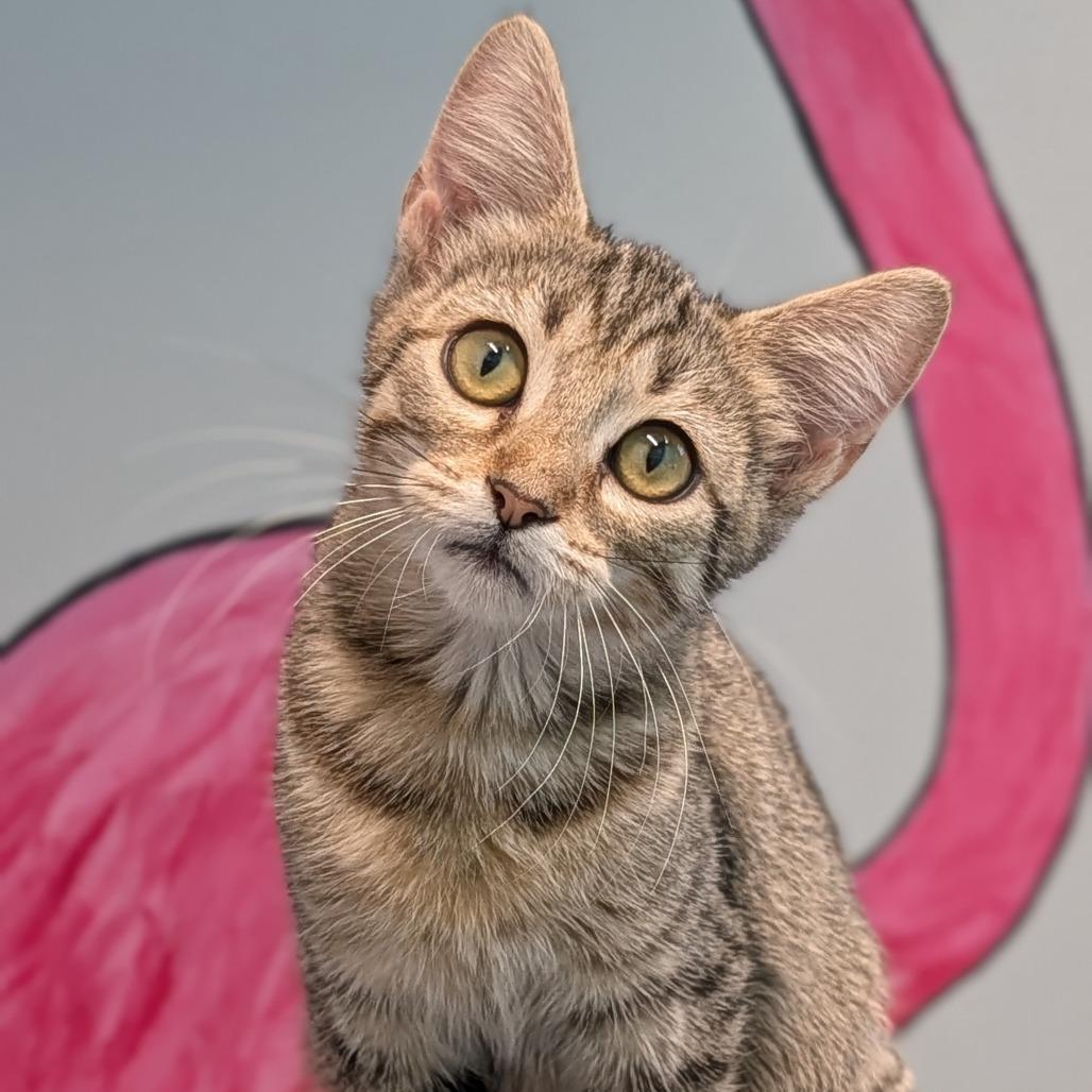 Treecko, ADOPTABLE, Kitten Female Domestic Short Hair.