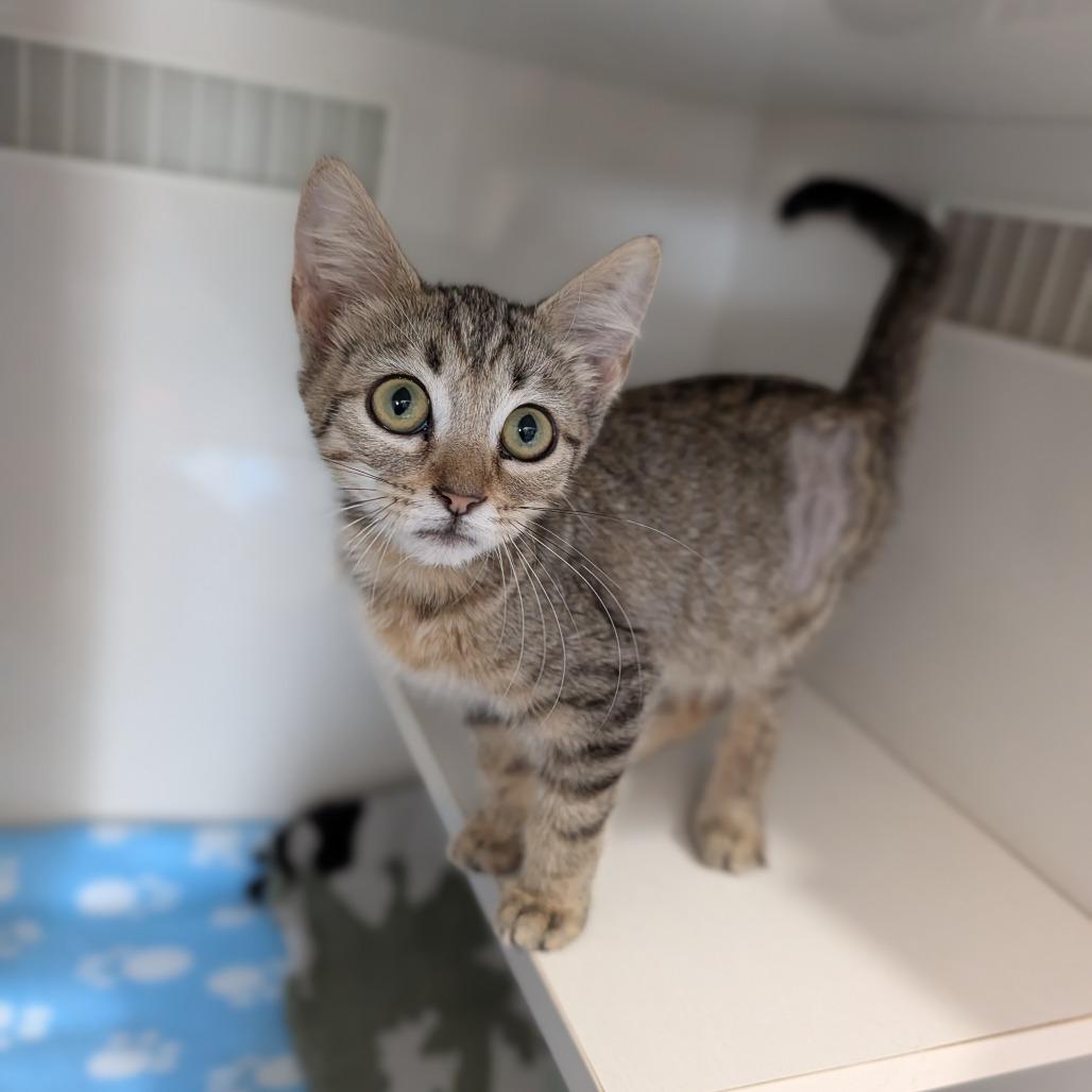 Enlarge Treecko, a ADOPTABLE Domestic Short Hair in Cape Girardeau, MO image 2/3