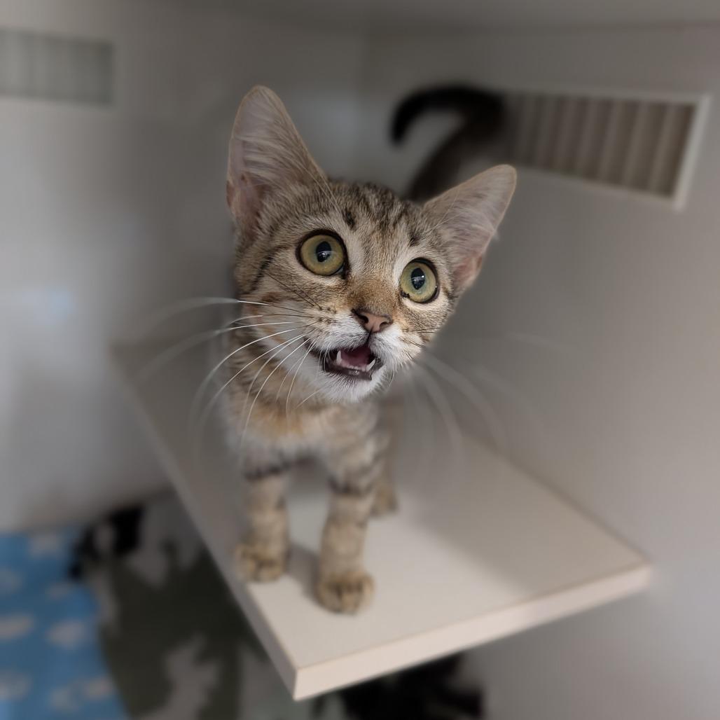 Enlarge Treecko, a ADOPTABLE Domestic Short Hair in Cape Girardeau, MO image 3/3