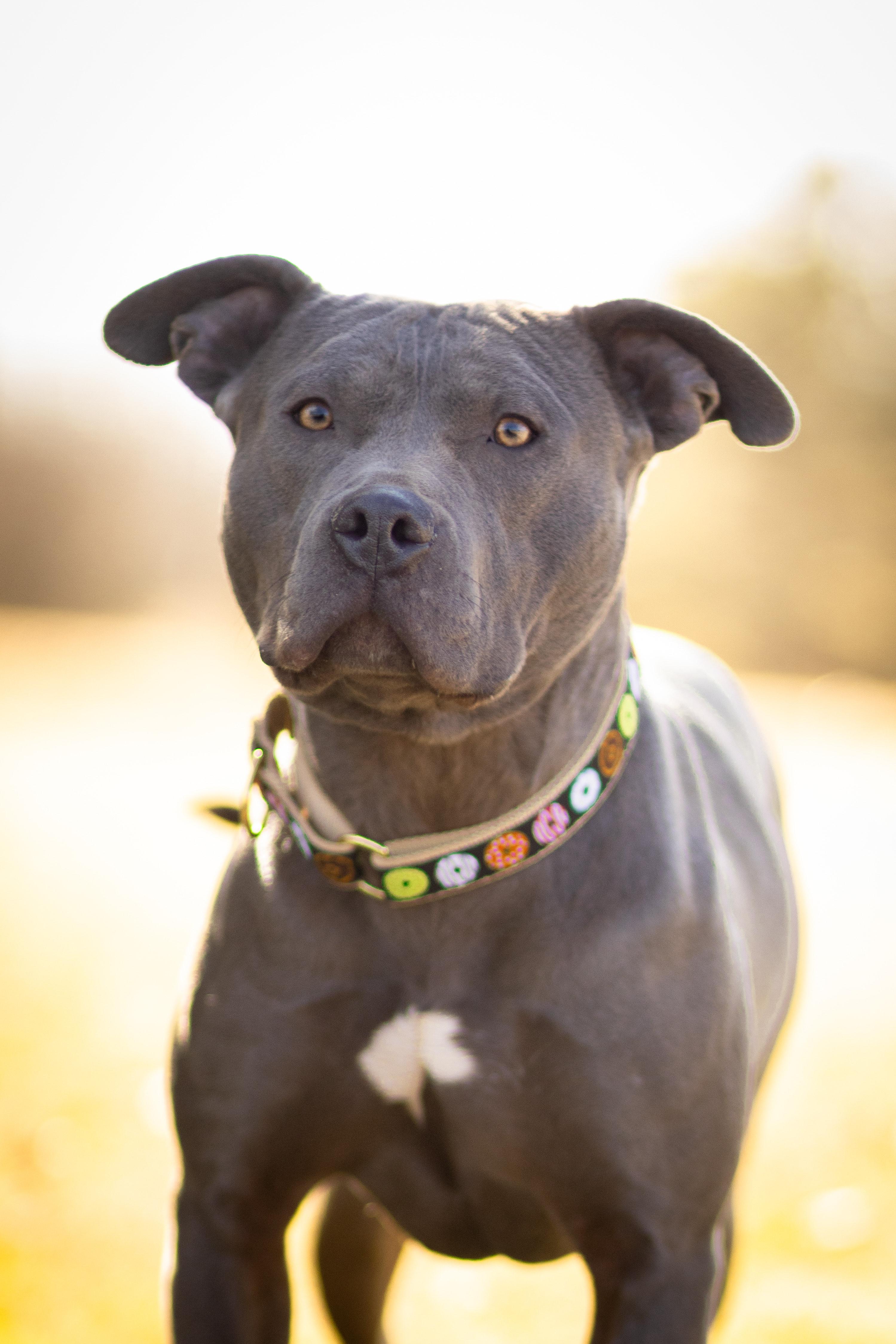 Gumbo, Adult Male Pit Bull Terrier