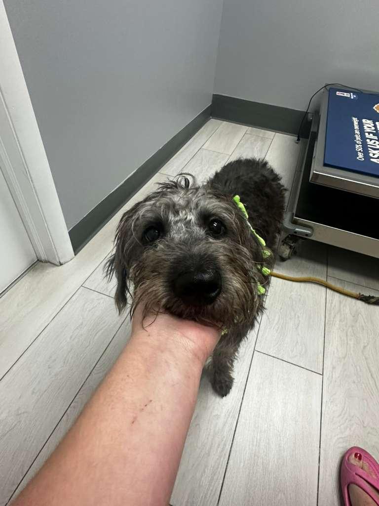 Enlarge Delilah, a Adoptable mixed breed in Kissimmee, FL image 1/3