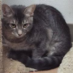 Enlarge Paddy--Adoptable with Bonded Companion, Teddy, an adoptable Tabby in Green Valley, AZ image 2/4