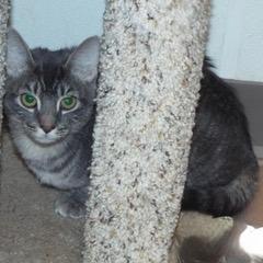 Enlarge Paddy--Adoptable with Bonded Companion, Teddy, an adoptable Tabby in Green Valley, AZ image 3/4