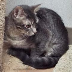 Enlarge Paddy--Adoptable with Bonded Companion, Teddy, an adoptable Tabby in Green Valley, AZ image 4/4