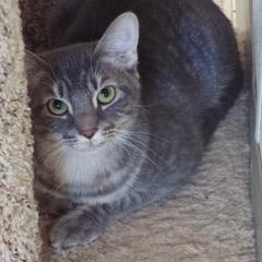 Paddy--Adoptable with Bonded Companion, Teddy, adoptable, Kitten Female Tabby.
