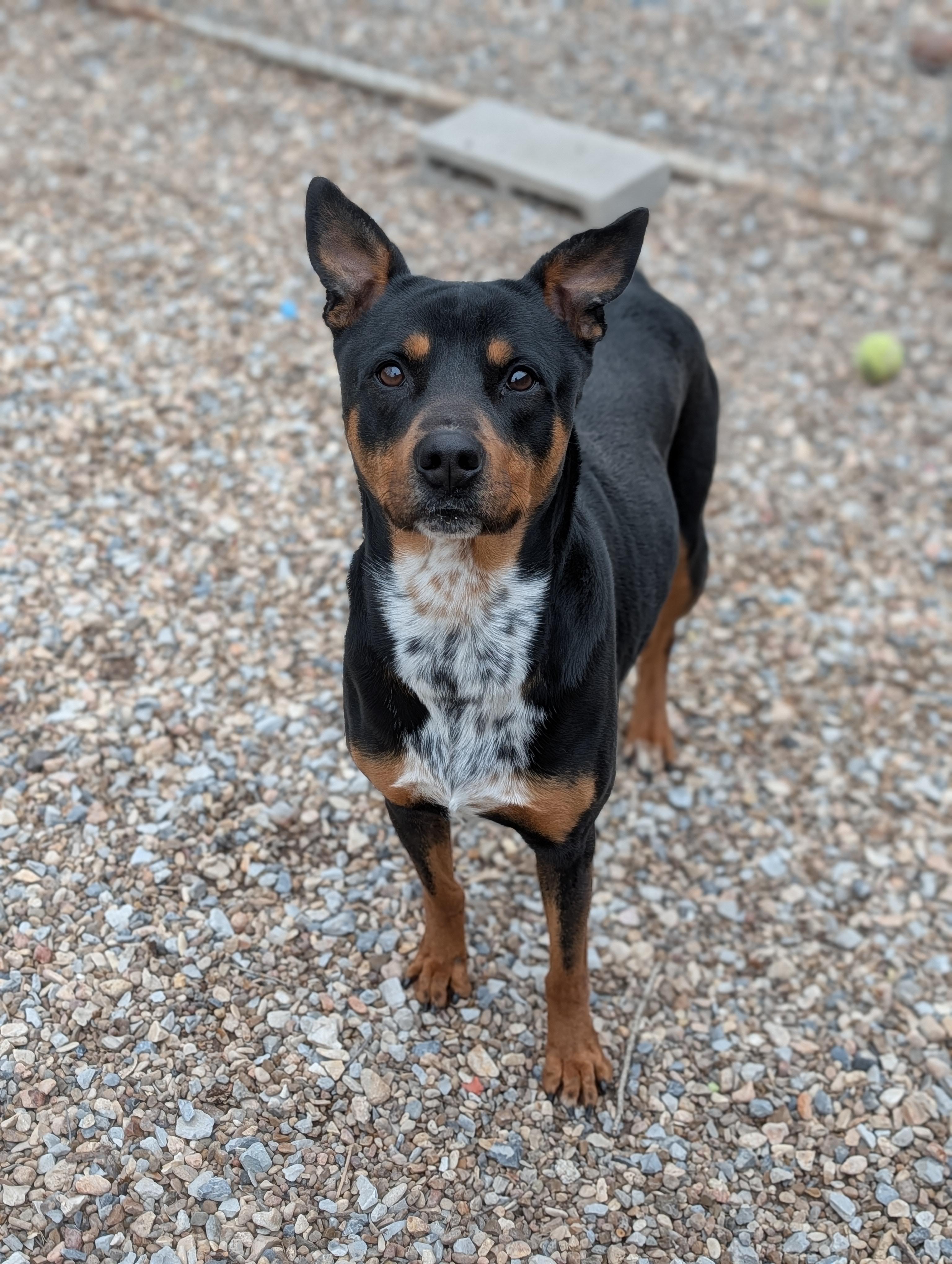 Enlarge Travis, an adopted mixed breed in Bella Vista, AR image 1/3