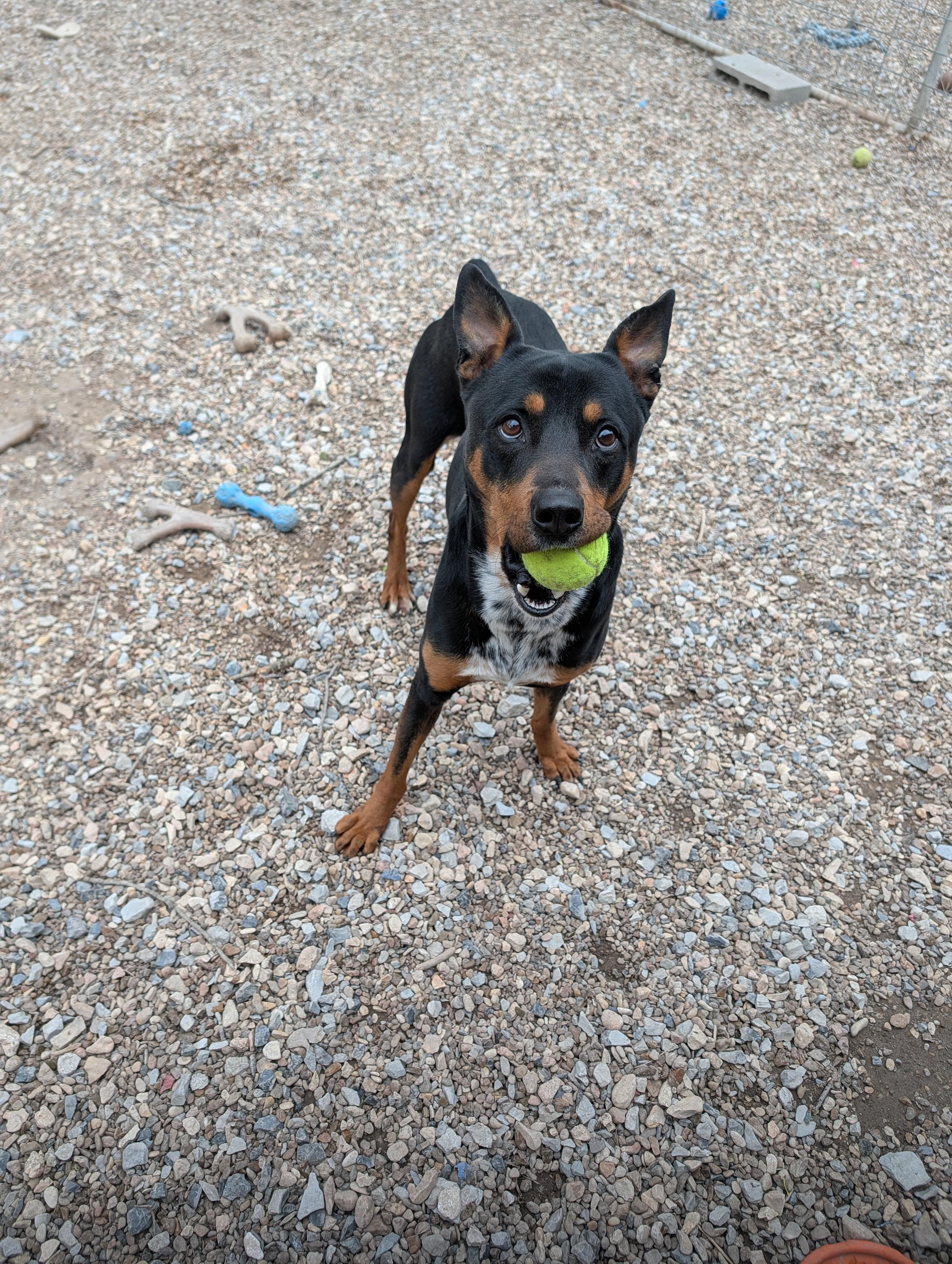 Enlarge Travis, an adopted mixed breed in Bella Vista, AR image 2/3