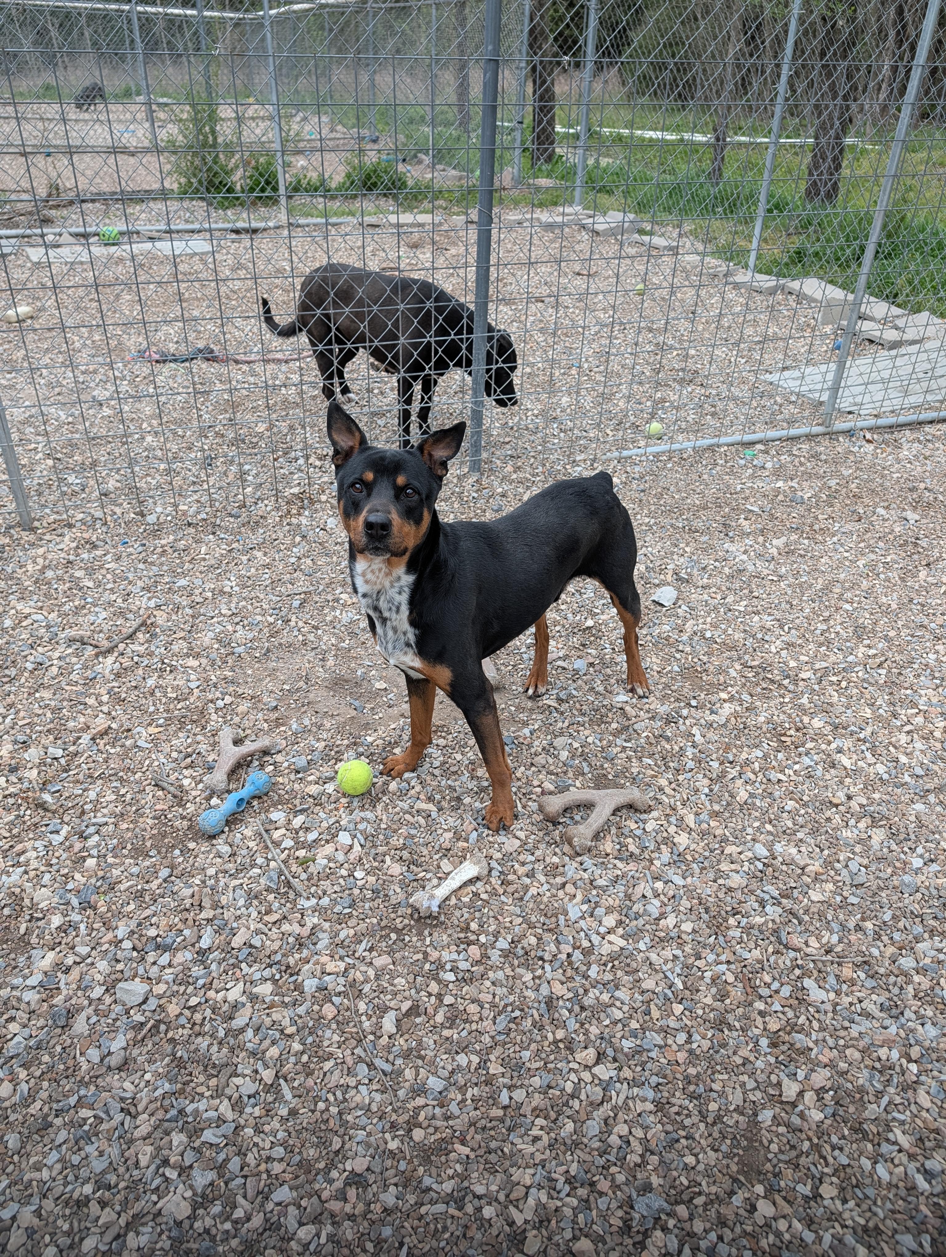 Enlarge Travis, an adopted mixed breed in Bella Vista, AR image 3/3
