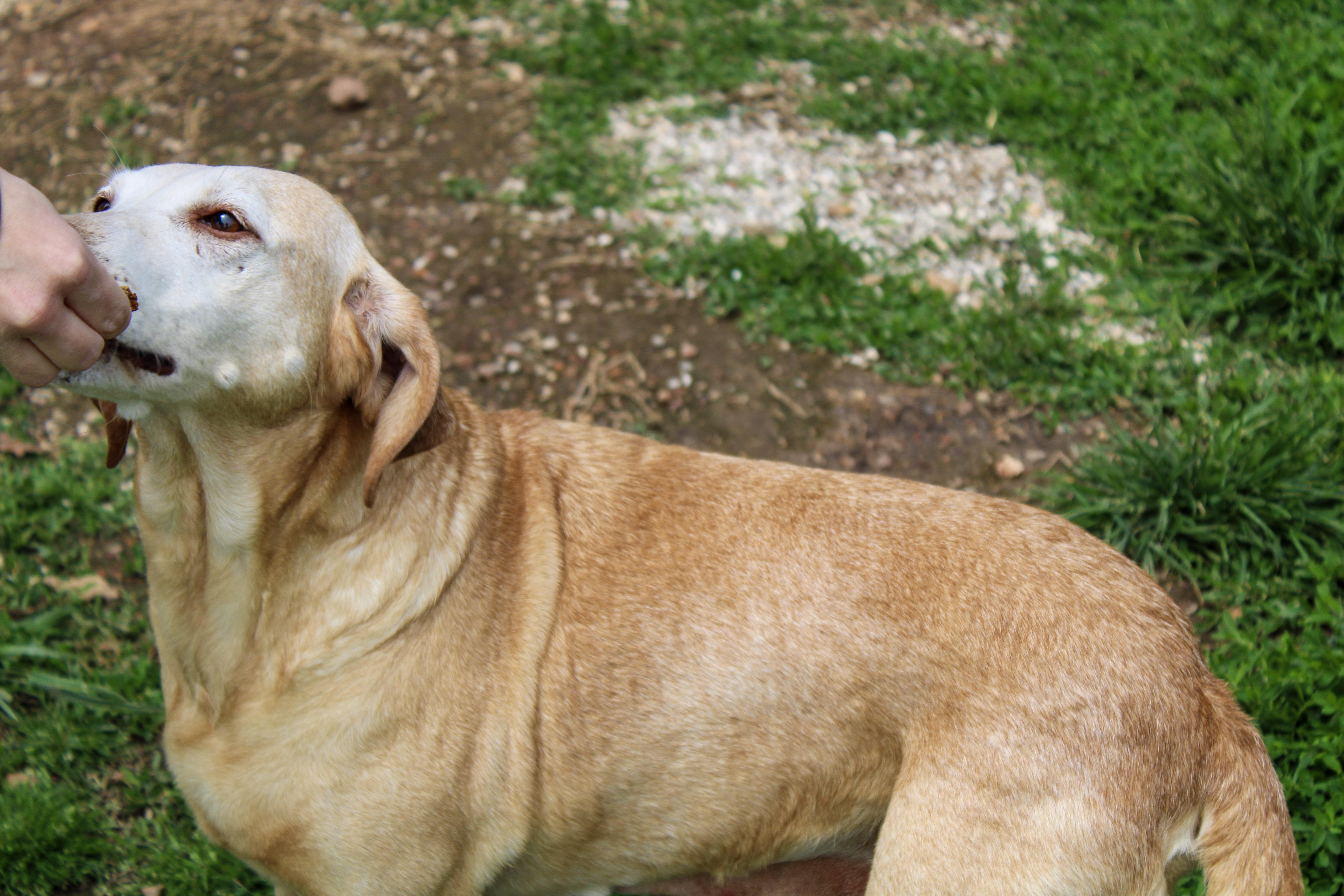 Enlarge Dolly Anne, a ADOPTABLE Labrador Retriever in Neosho, MO image 2/3
