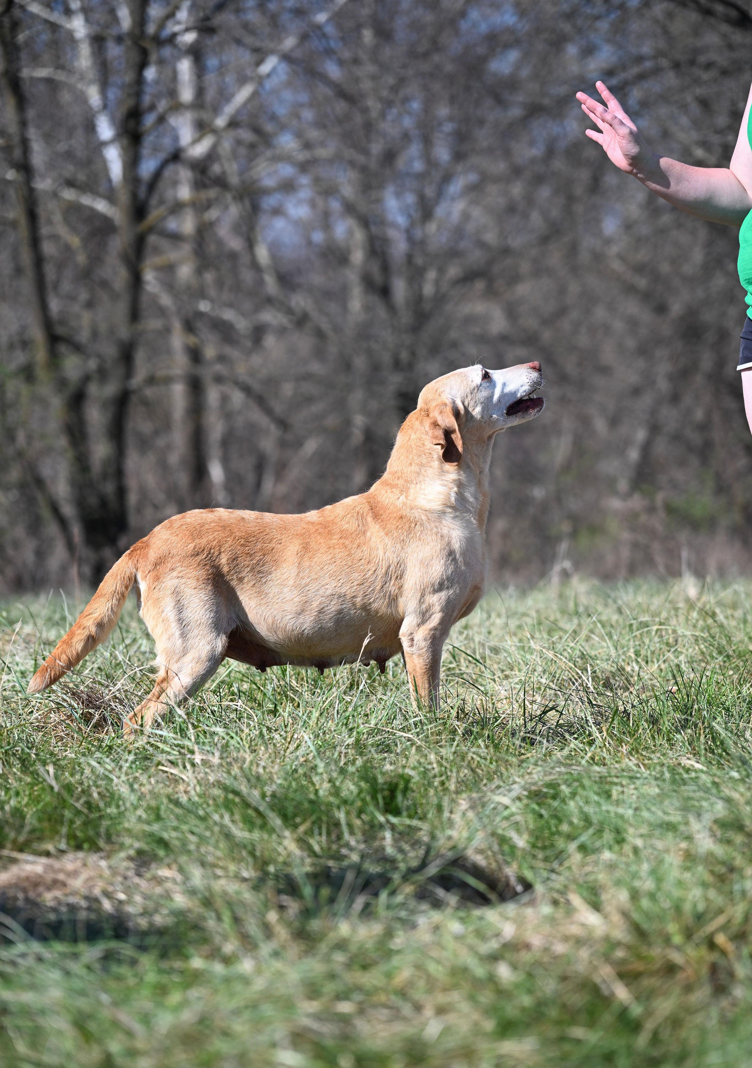 Dolly Anne, ADOPTABLE, Adult Female Labrador Retriever.
