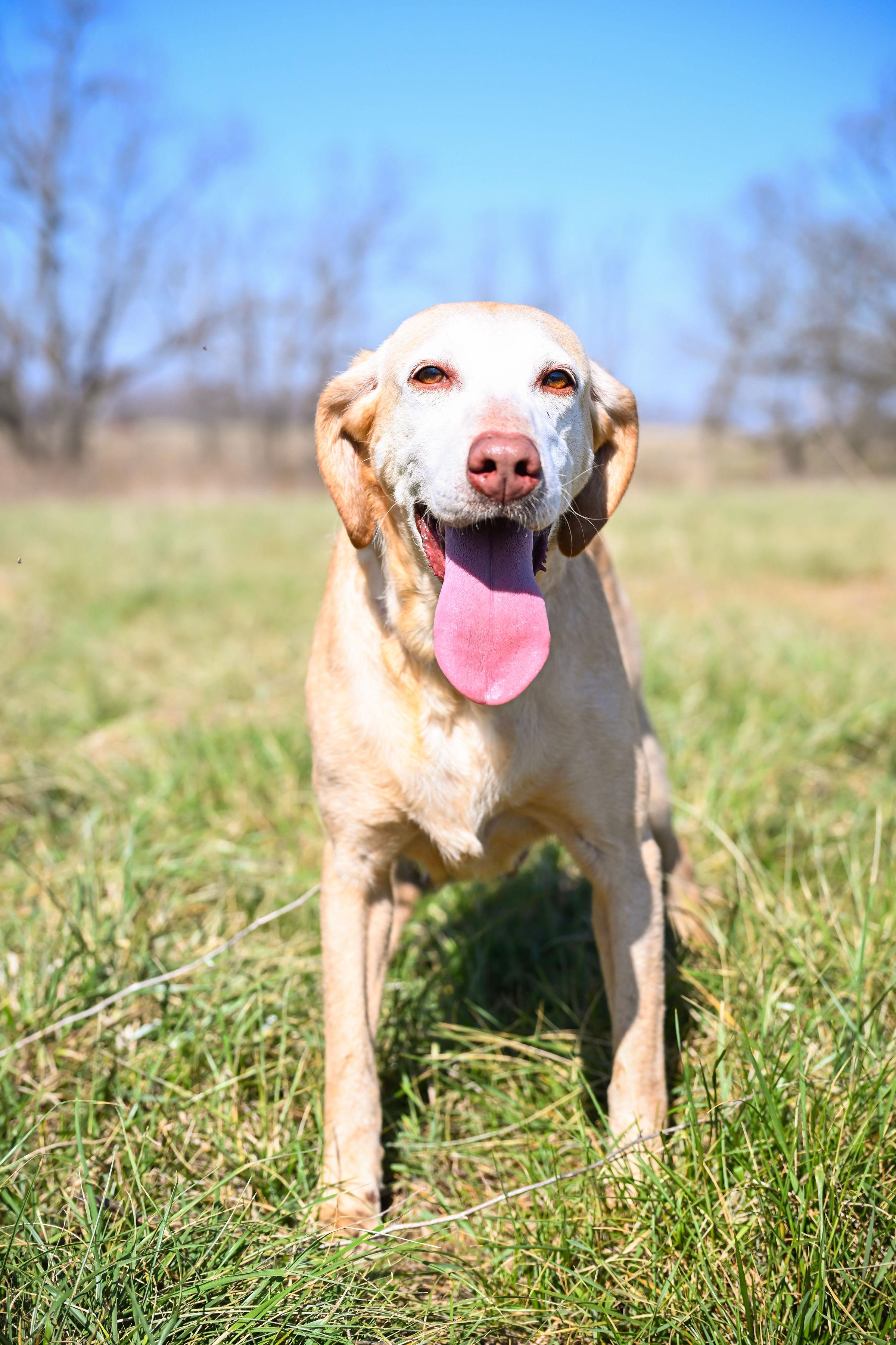 Dolly Anne, ADOPTABLE, Adult Female Labrador Retriever.