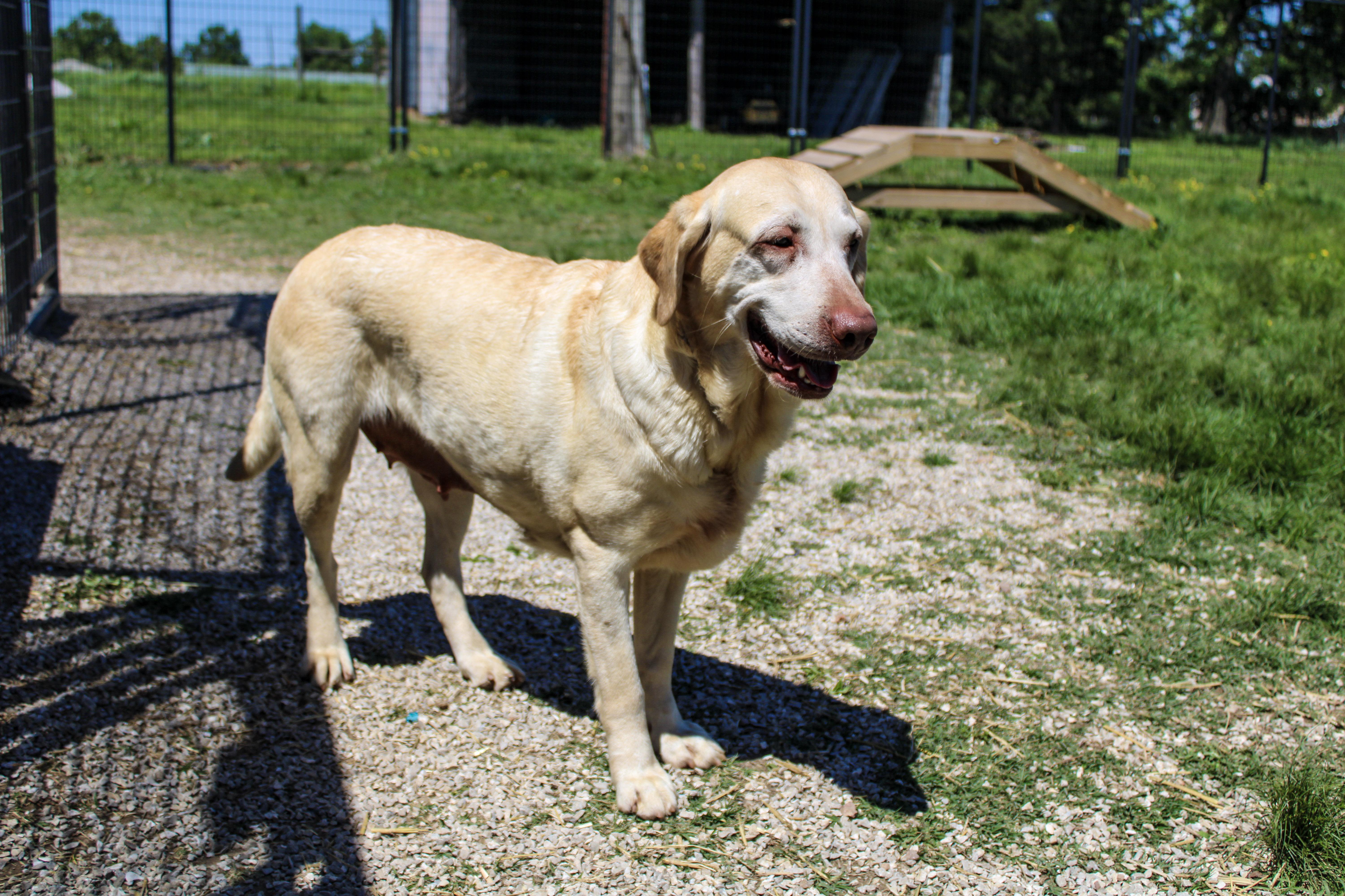 Dolly Anne, a ADOPTABLE Labrador Retriever in Neosho, MO image 3/3