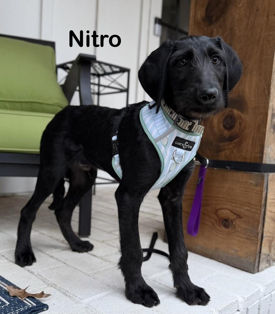 Nitro