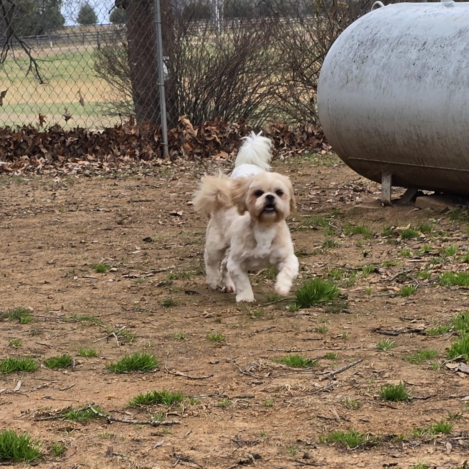 Enlarge Umizoomi, an adopted Shih Tzu in Athens, AL image 2/6