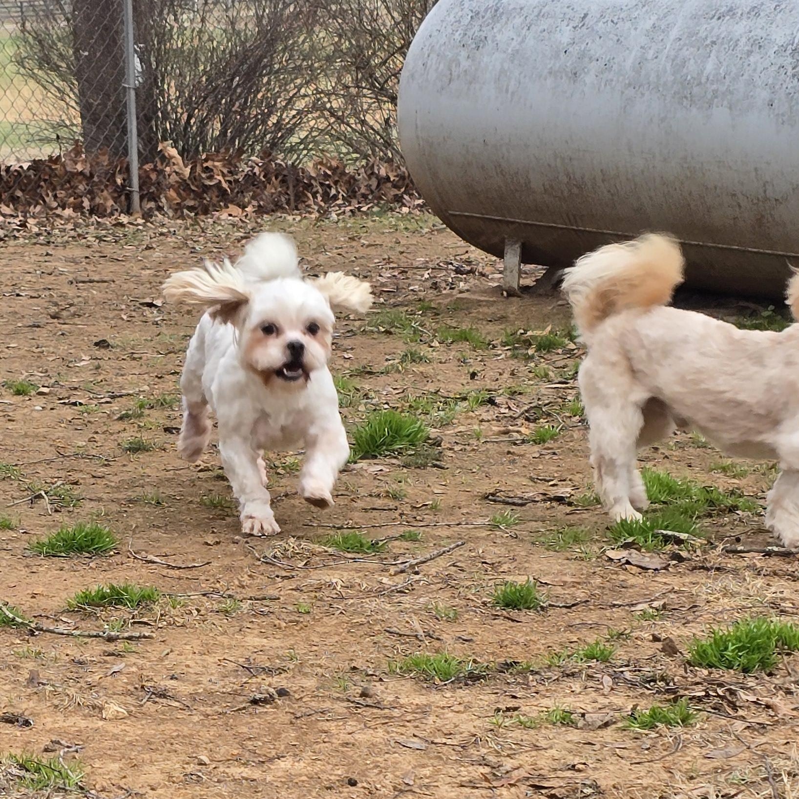 Enlarge Umizoomi, an adopted Shih Tzu in Athens, AL image 6/6