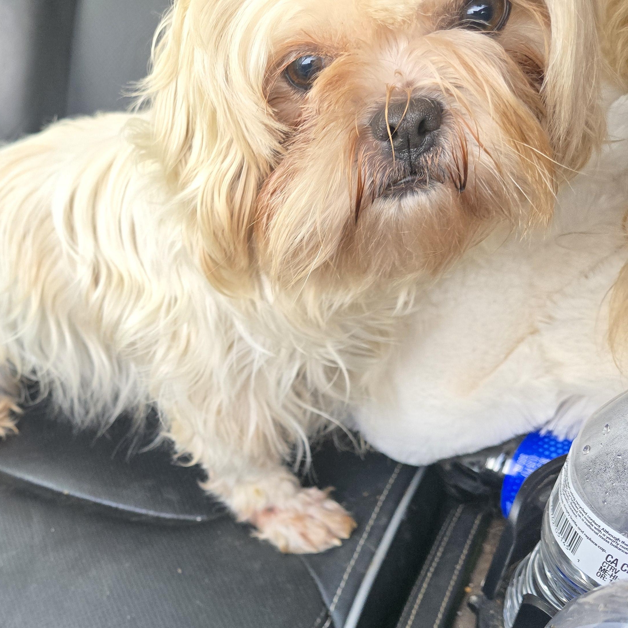 Enlarge Umizoomi, an adopted Shih Tzu in Athens, AL image 5/6