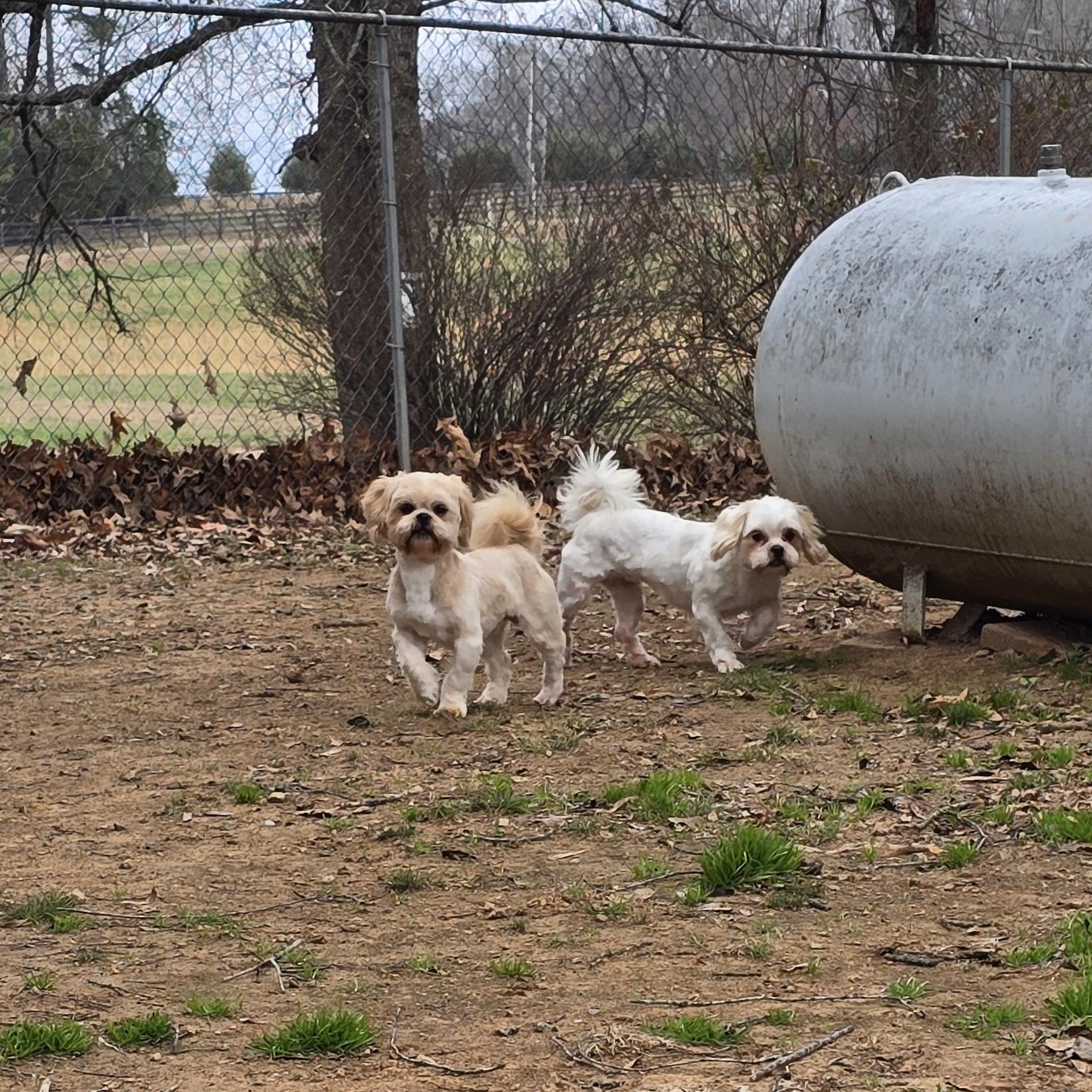 Enlarge Umizoomi, an adopted Shih Tzu in Athens, AL image 4/6