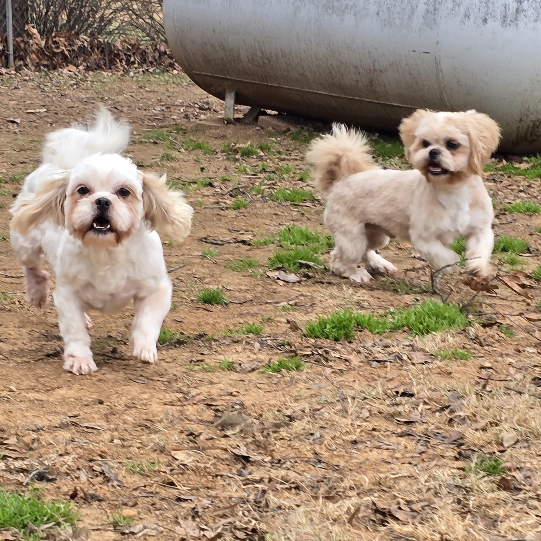 Enlarge Umizoomi, an adopted Shih Tzu in Athens, AL image 1/6