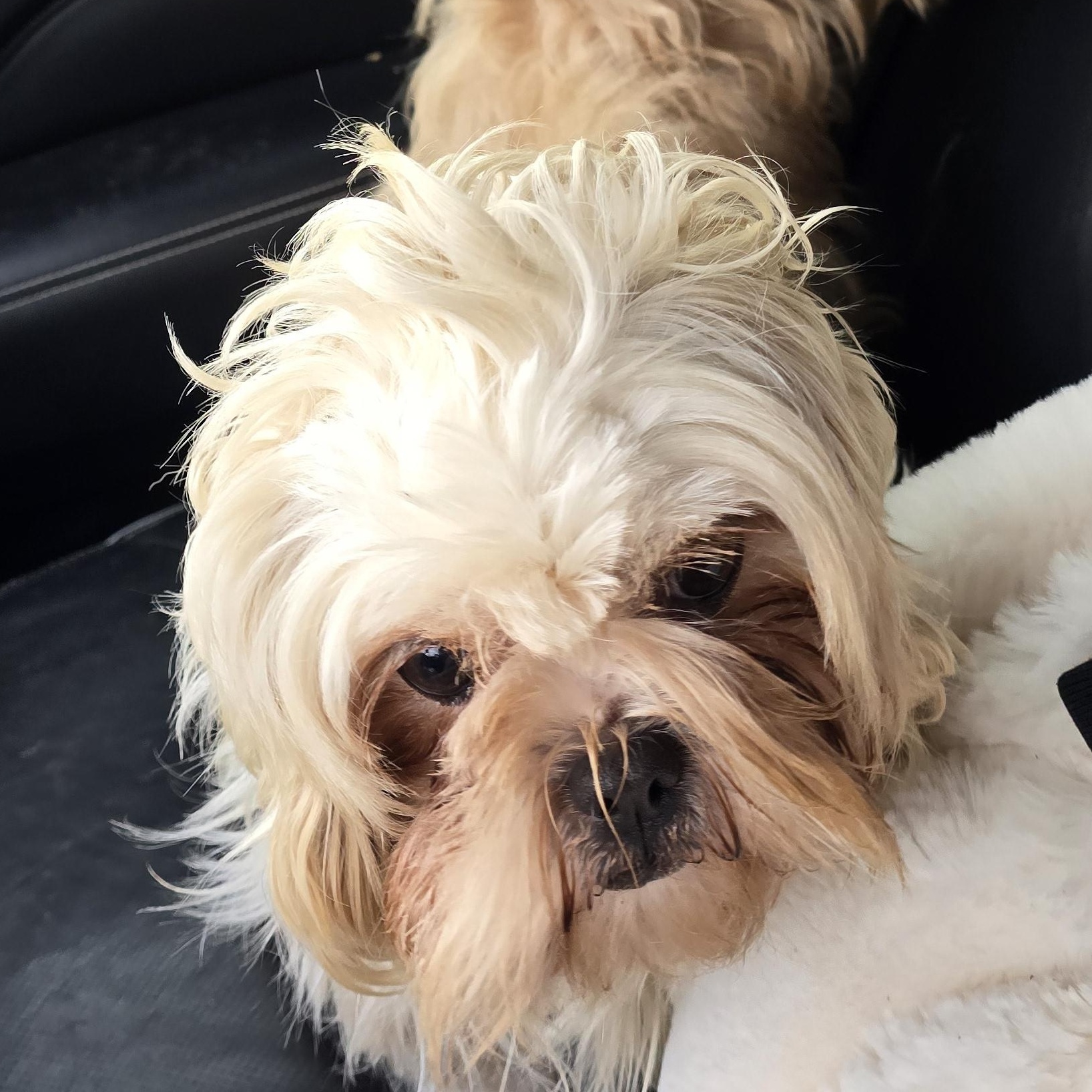 Enlarge Umizoomi, an adopted Shih Tzu in Athens, AL image 3/6