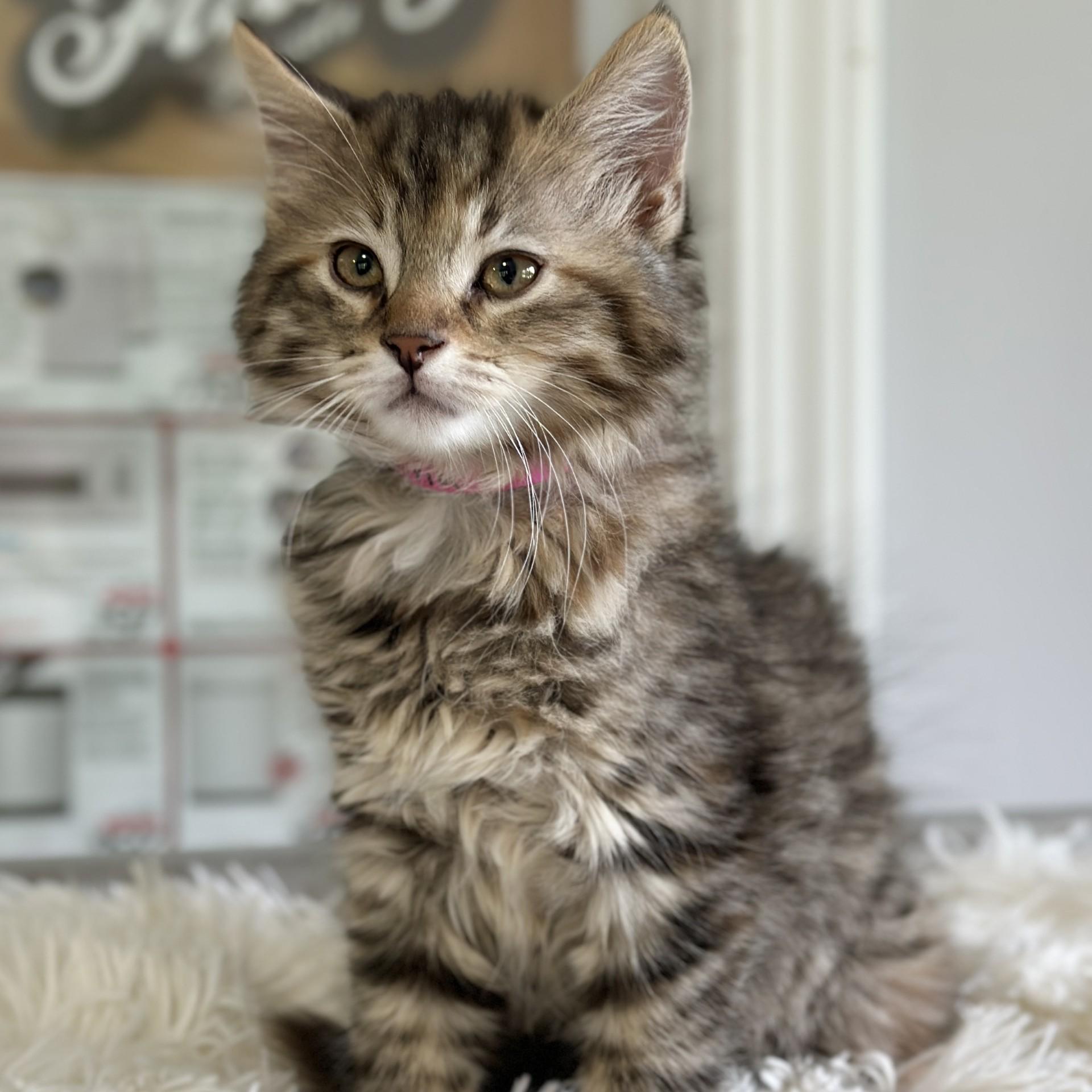 Enlarge Olivia, an adopted Domestic Long Hair in Victor, NY image 3/3