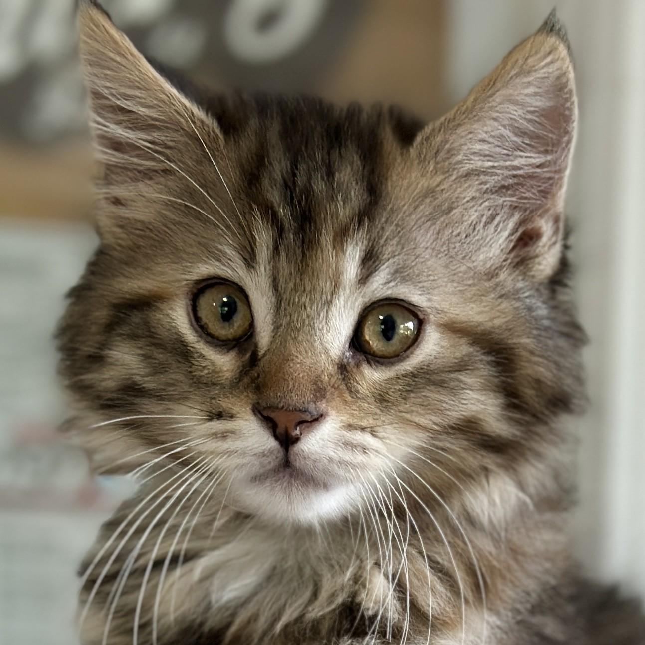 Enlarge Olivia, an adopted Domestic Long Hair in Victor, NY image 1/3