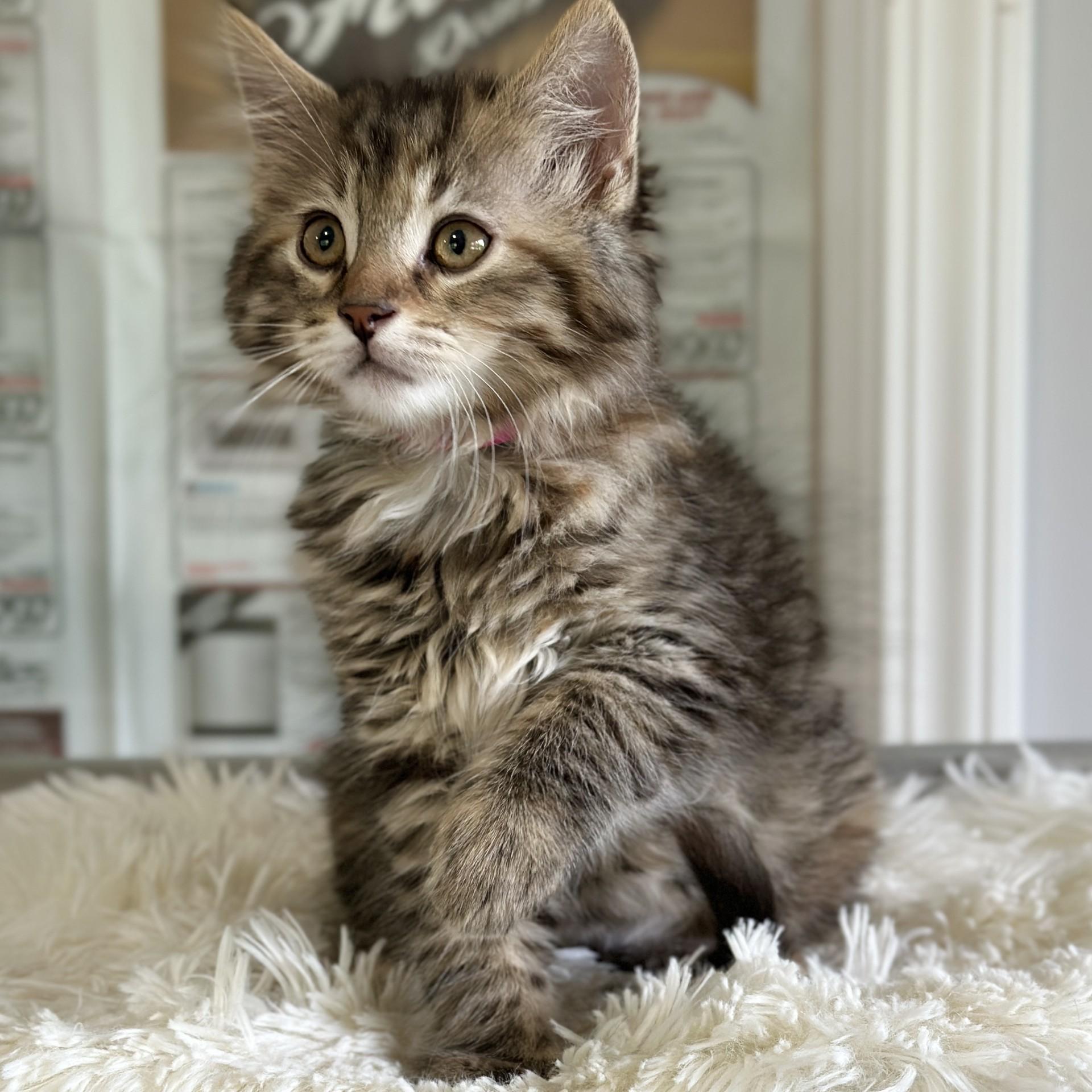 Enlarge Olivia, an adopted Domestic Long Hair in Victor, NY image 2/3