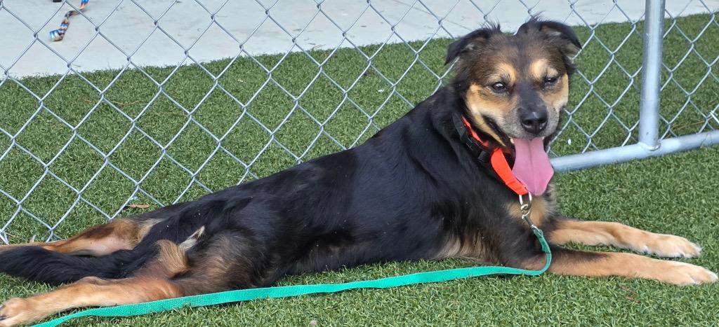 RoxAnn, Adoptable, Young Female Australian Kelpie & Rottweiler.