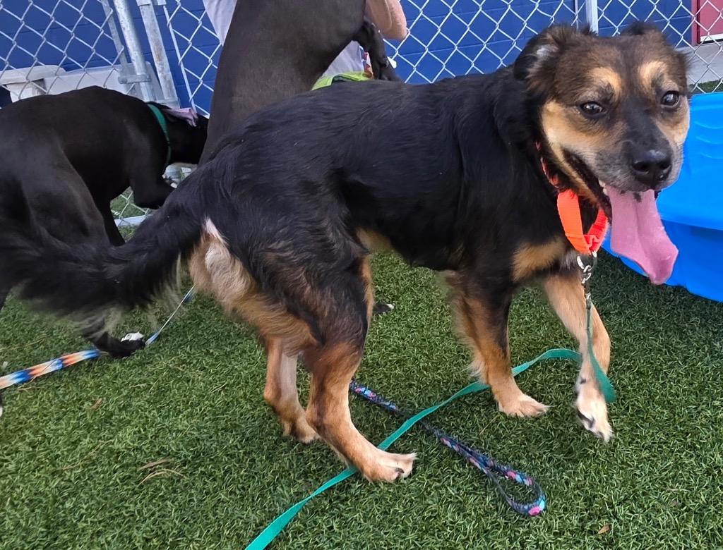Enlarge RoxAnn, a Adoptable mixed breed in Hartsville, SC image 2/4