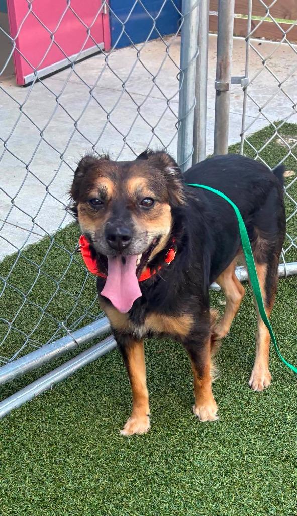 Enlarge RoxAnn, a Adoptable mixed breed in Hartsville, SC image 3/4