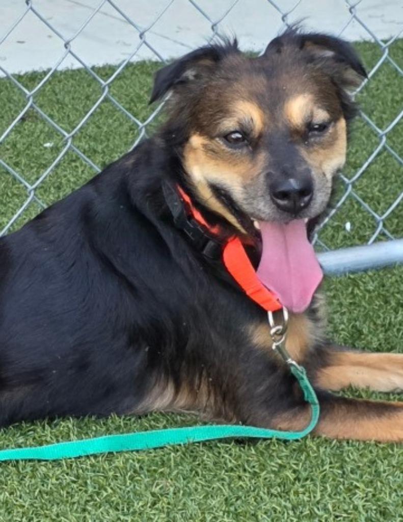 Enlarge RoxAnn, a Adoptable mixed breed in Hartsville, SC image 4/4