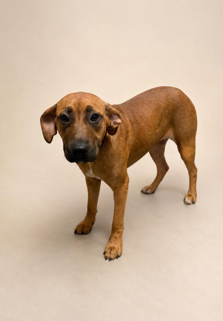 Enlarge Ginger Snap, a Adoptable mixed breed in Tifton, GA image 1/3