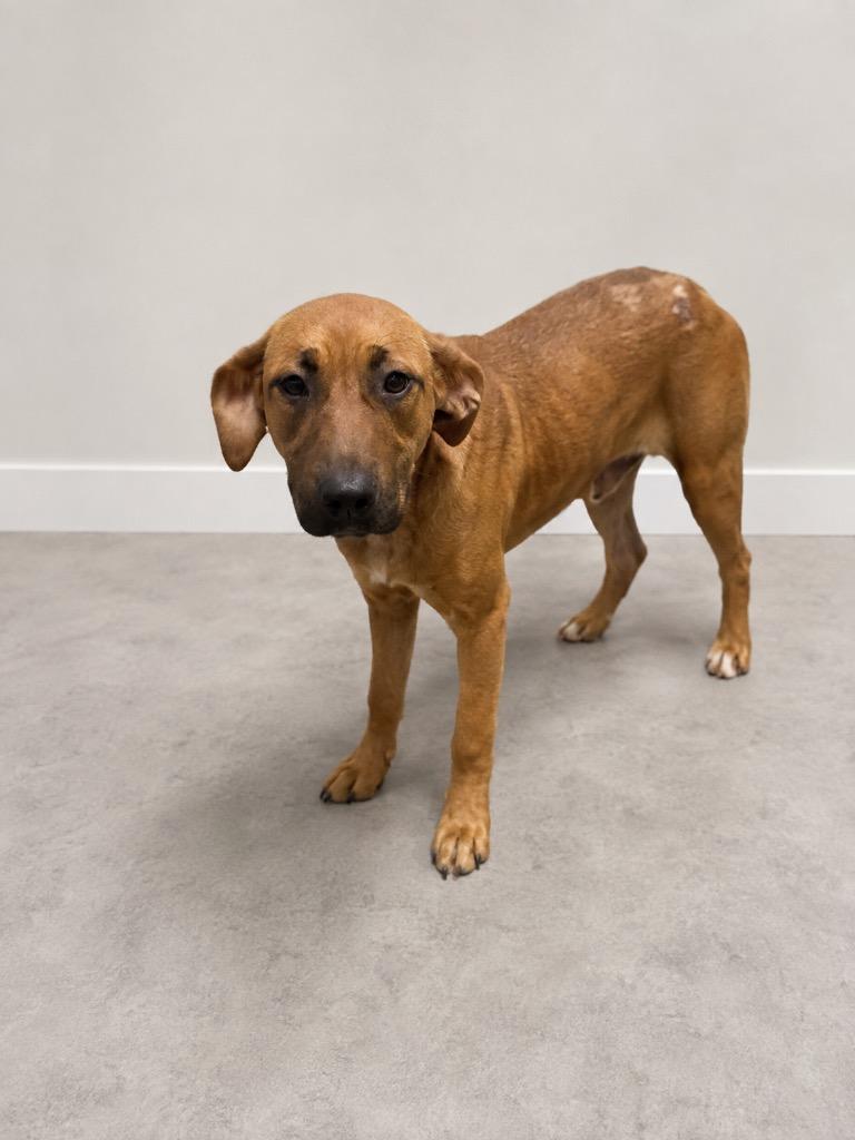 Enlarge Ginger Snap, a Adoptable mixed breed in Tifton, GA image 2/3