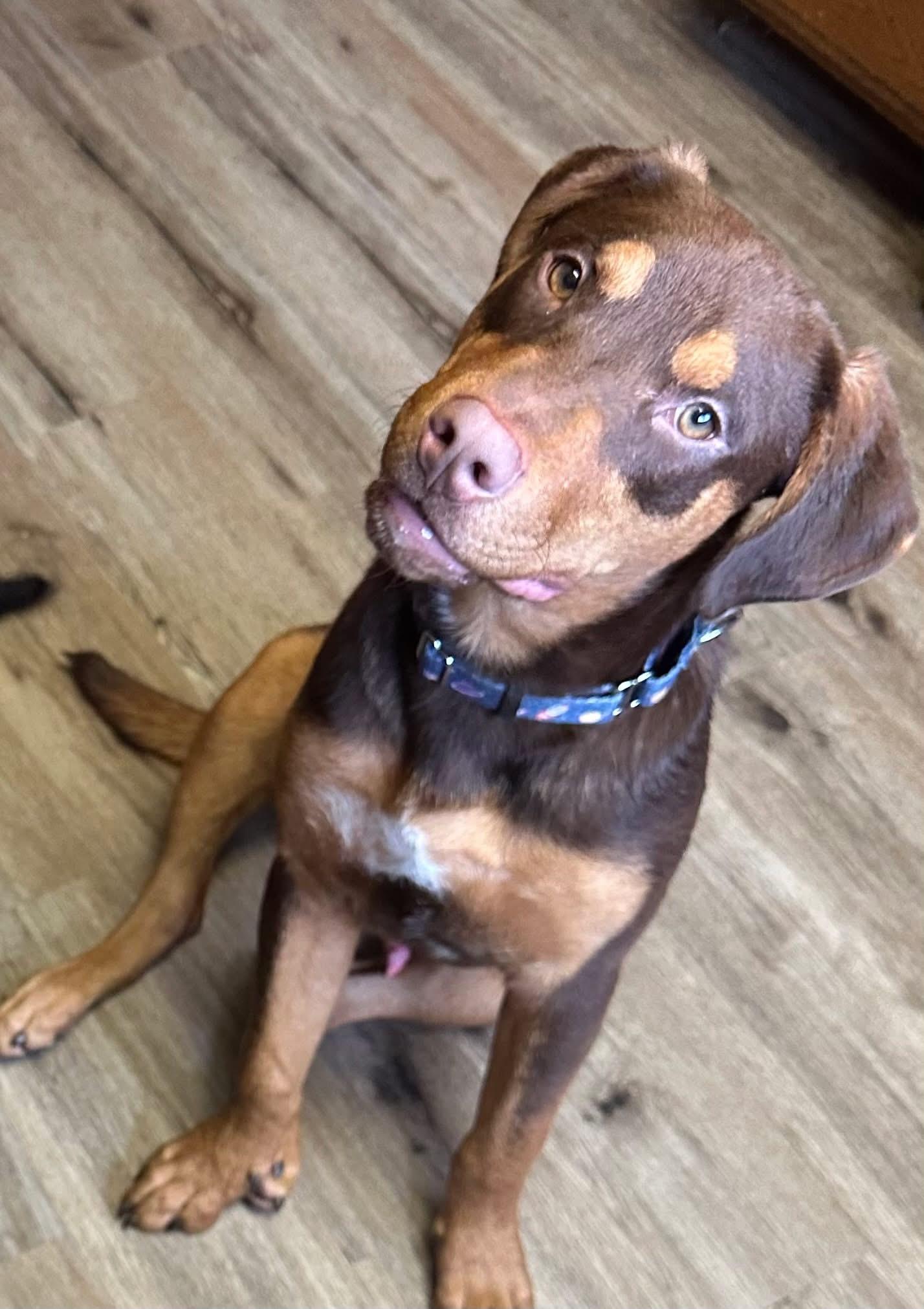 Scooby, ADOPTABLE, Young Male Doberman Pinscher.