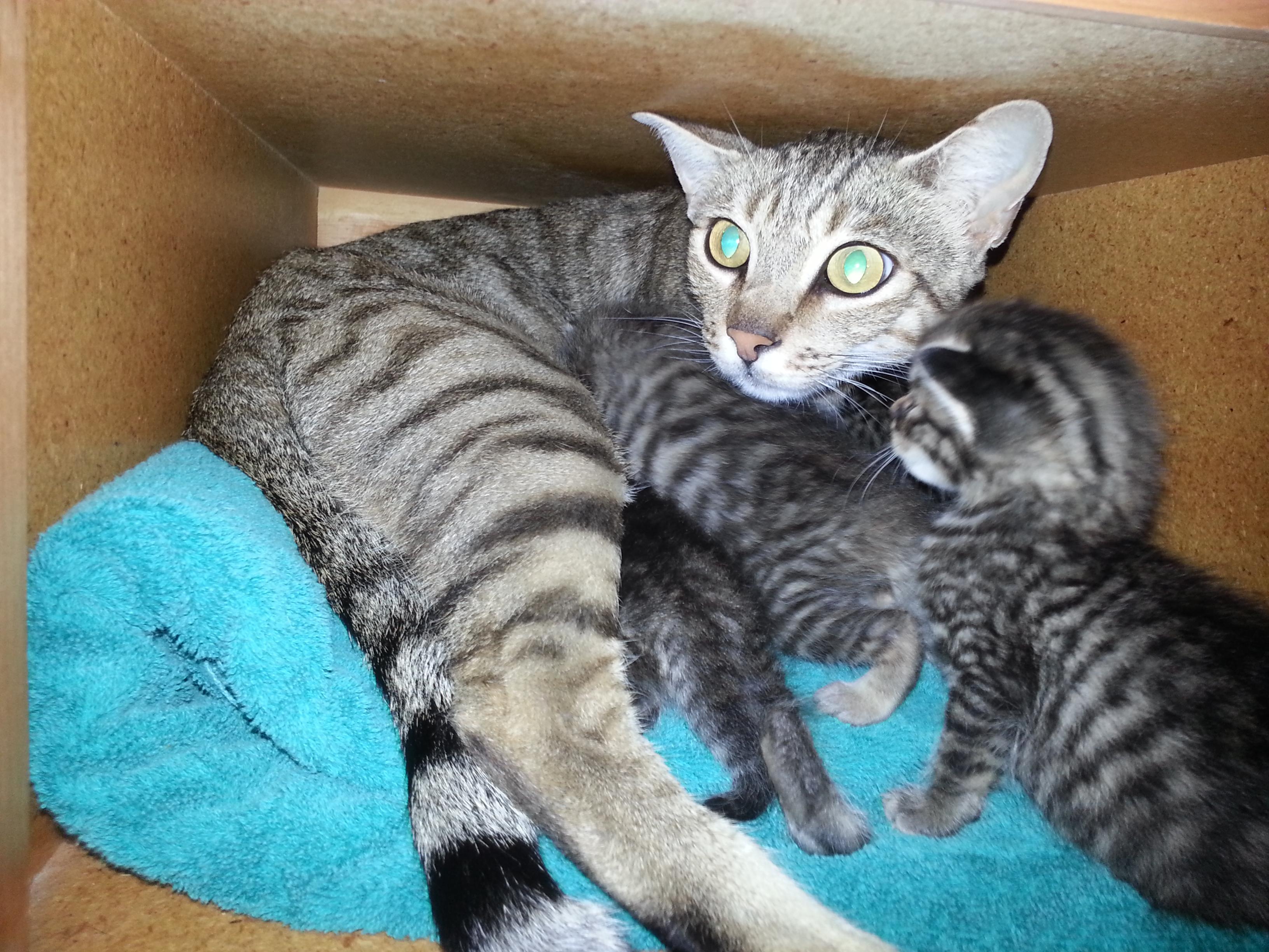 Lacy, a Adoptable mixed breed in Valley Center, CA image 2/6