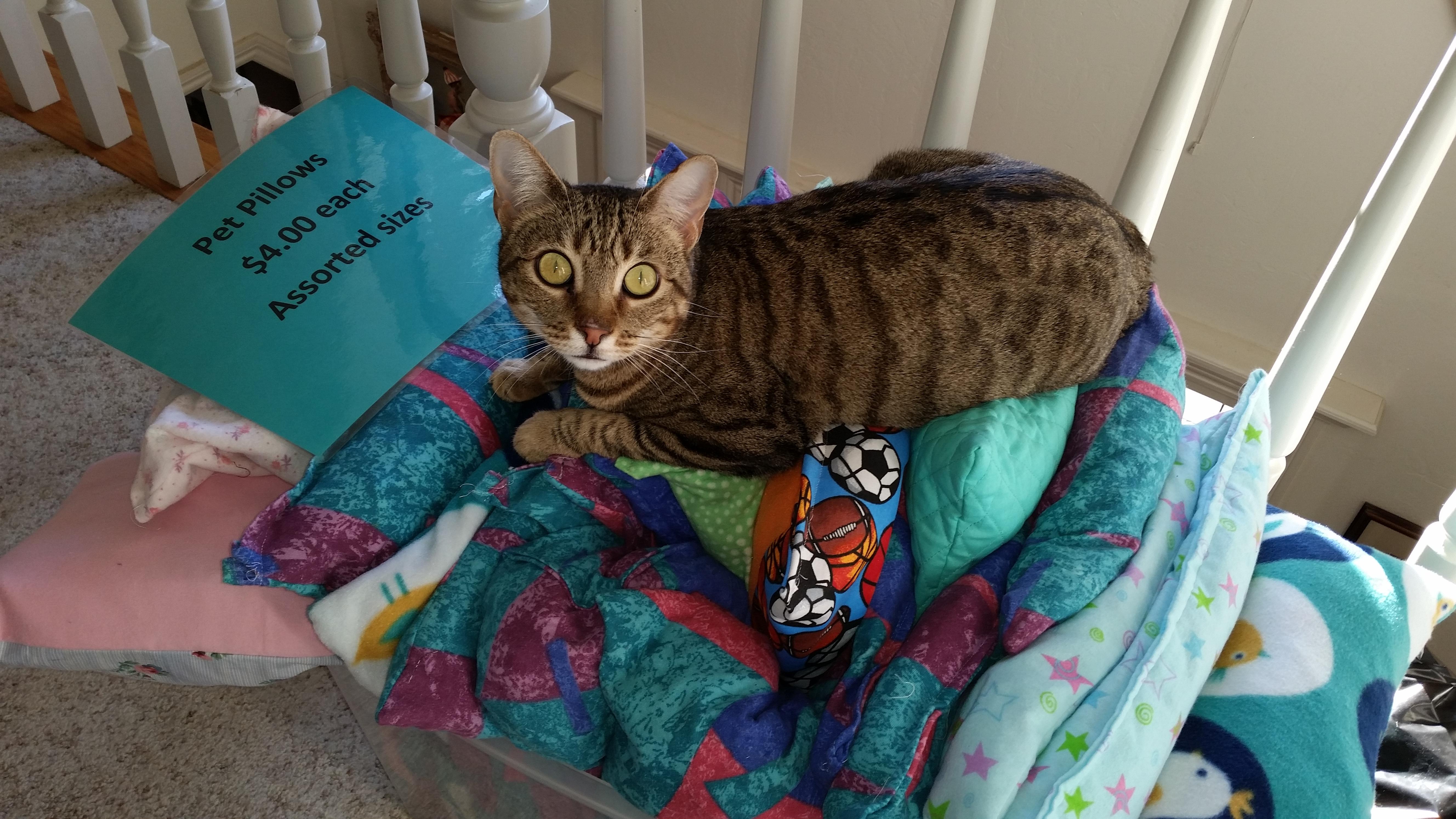 Lacy, a Adoptable mixed breed in Valley Center, CA image 3/6