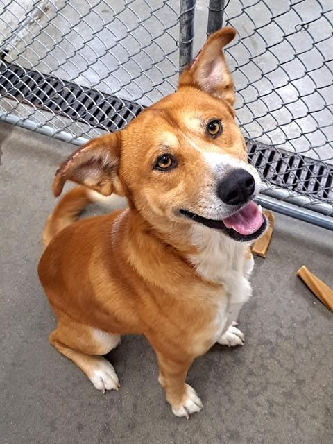 Enlarge FAJITA, a Adoptable mixed breed in Easton, MD image 1/1