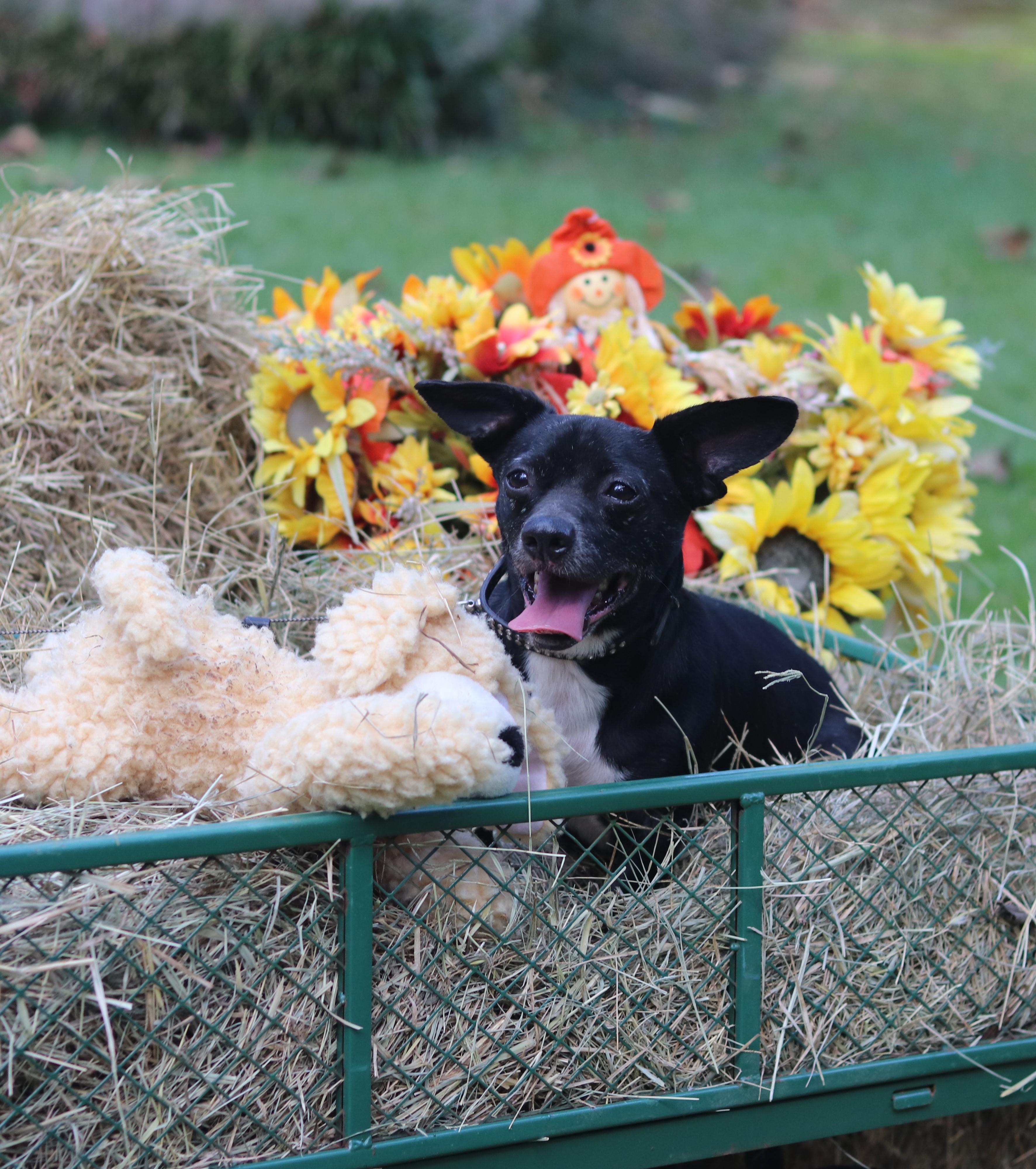 Enlarge Silly, a Adoptable mixed breed in Hayden, AL image 1/11