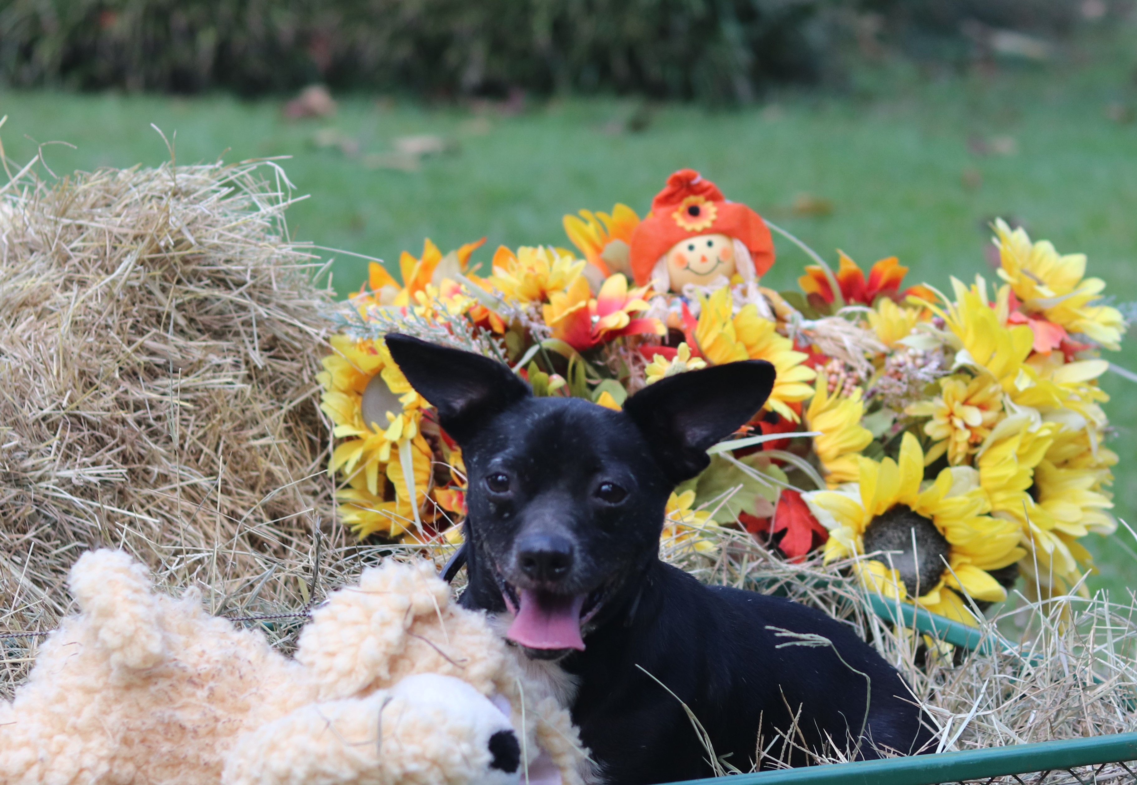 Enlarge Silly, a Adoptable mixed breed in Hayden, AL image 8/11