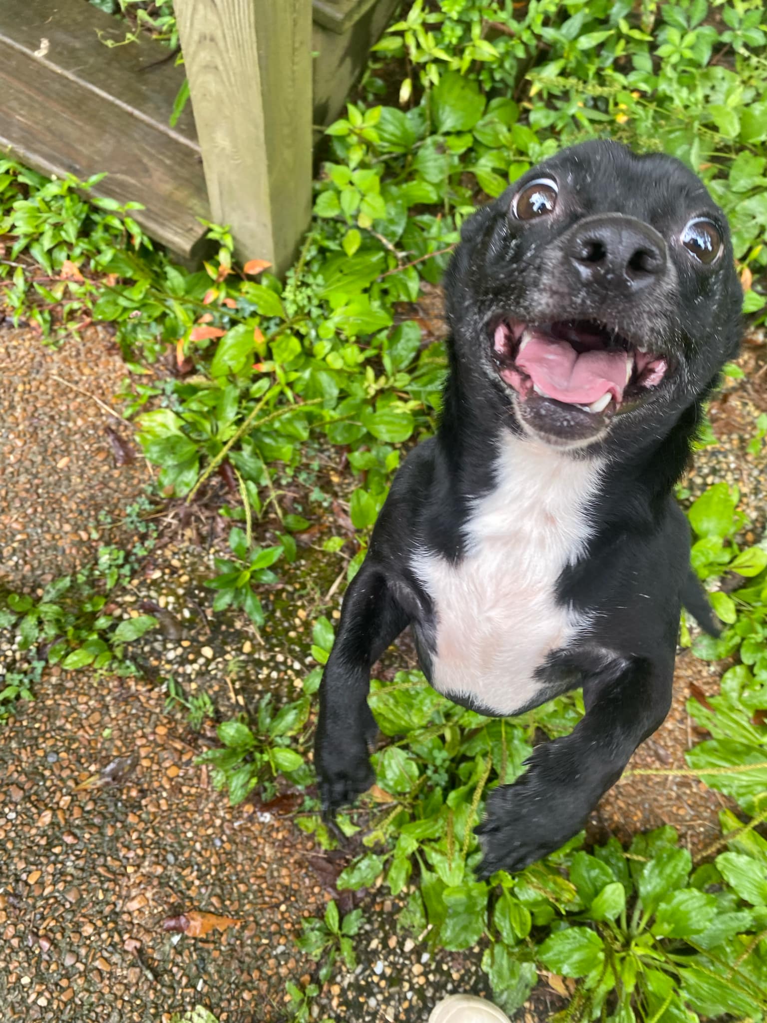 Enlarge Silly, a Adoptable mixed breed in Hayden, AL image 10/11