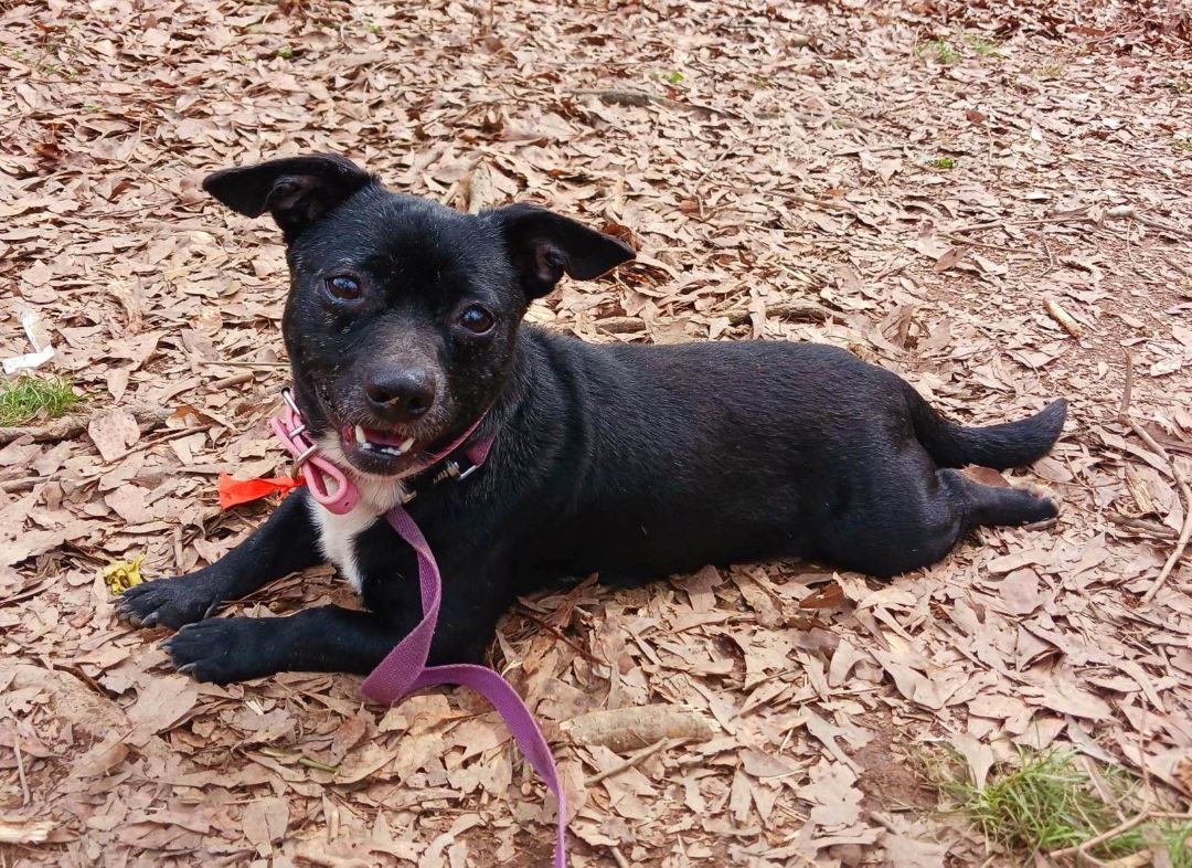 Enlarge Silly, a Adoptable mixed breed in Hayden, AL image 9/11