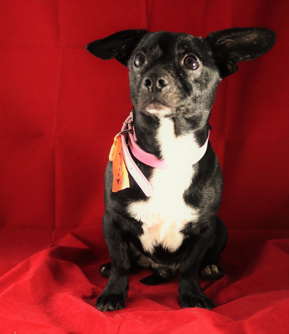 Enlarge Silly, a Adoptable mixed breed in Hayden, AL image 11/11