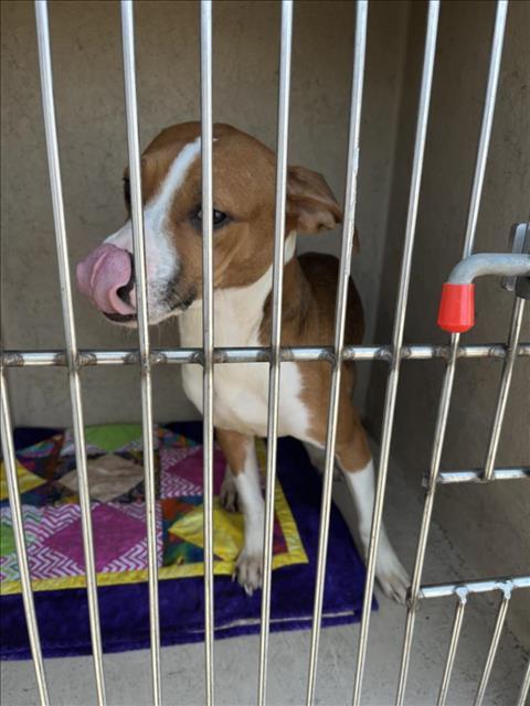 Enlarge MOCHA, a Adoptable mixed breed in Oklahoma City, OK image 1/1