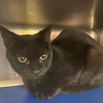 Enlarge Elsa, a Adoptable Domestic Short Hair in Emporia, KS image 1/2