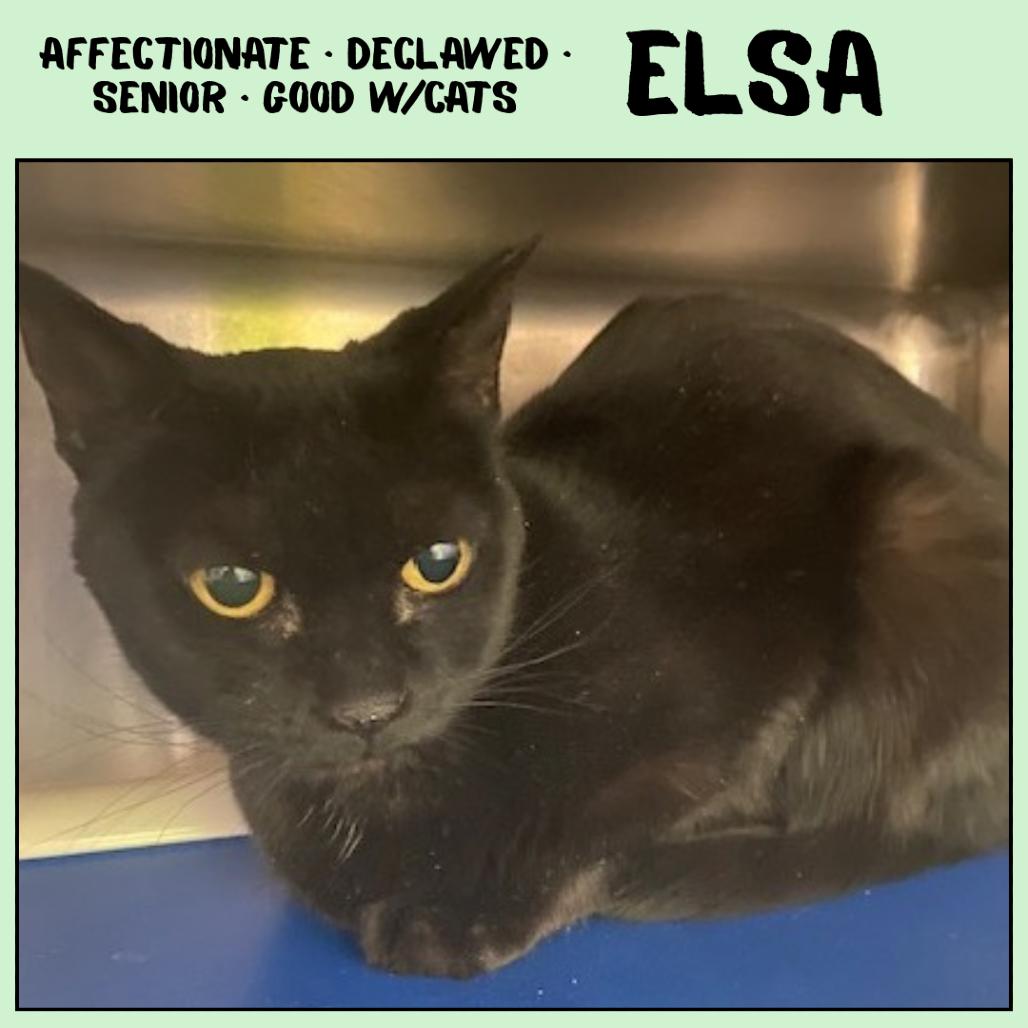 Enlarge Elsa, a Adoptable Domestic Short Hair in Emporia, KS image 2/2