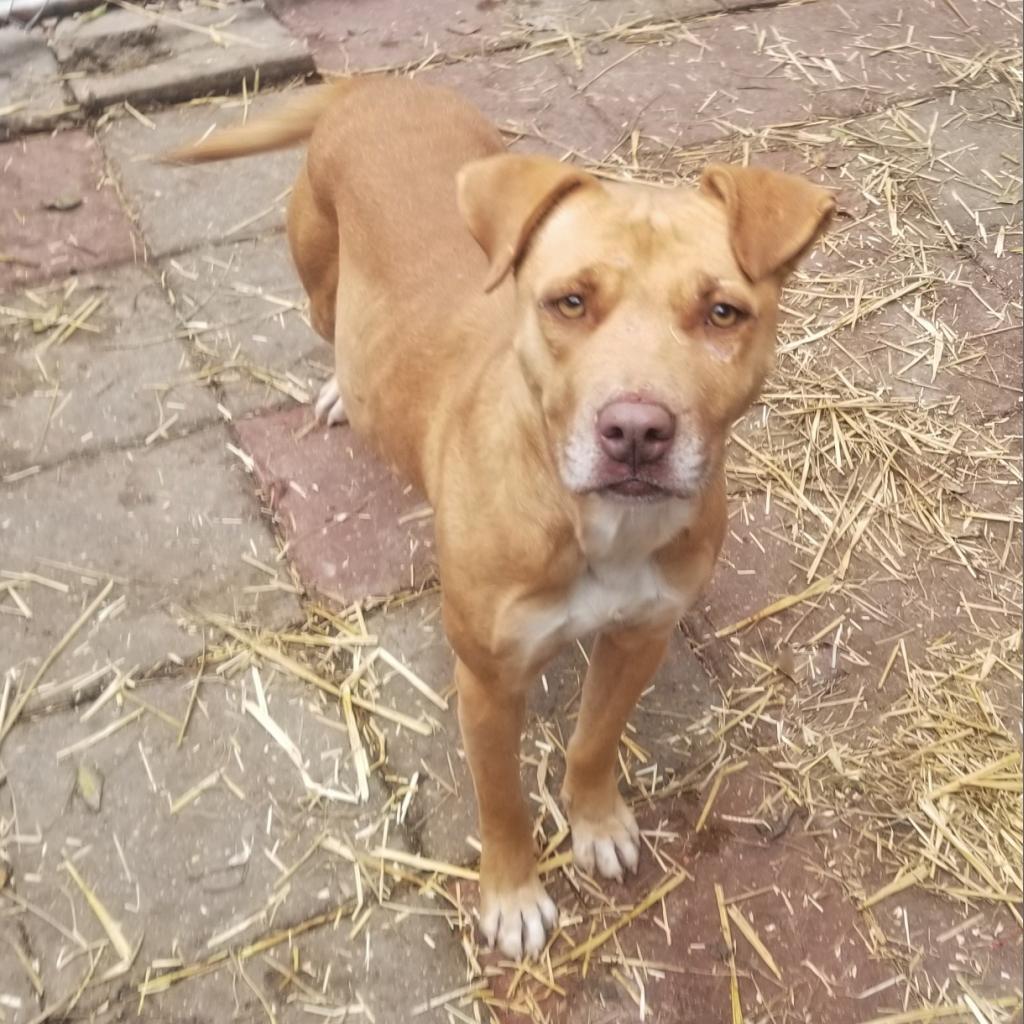 Peaches — thumbnail 3