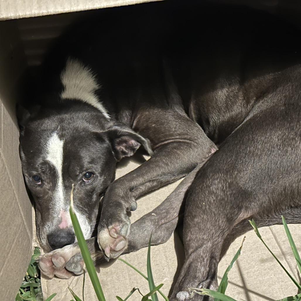 Ella, Adoptable, Adult Female Pit Bull Terrier.