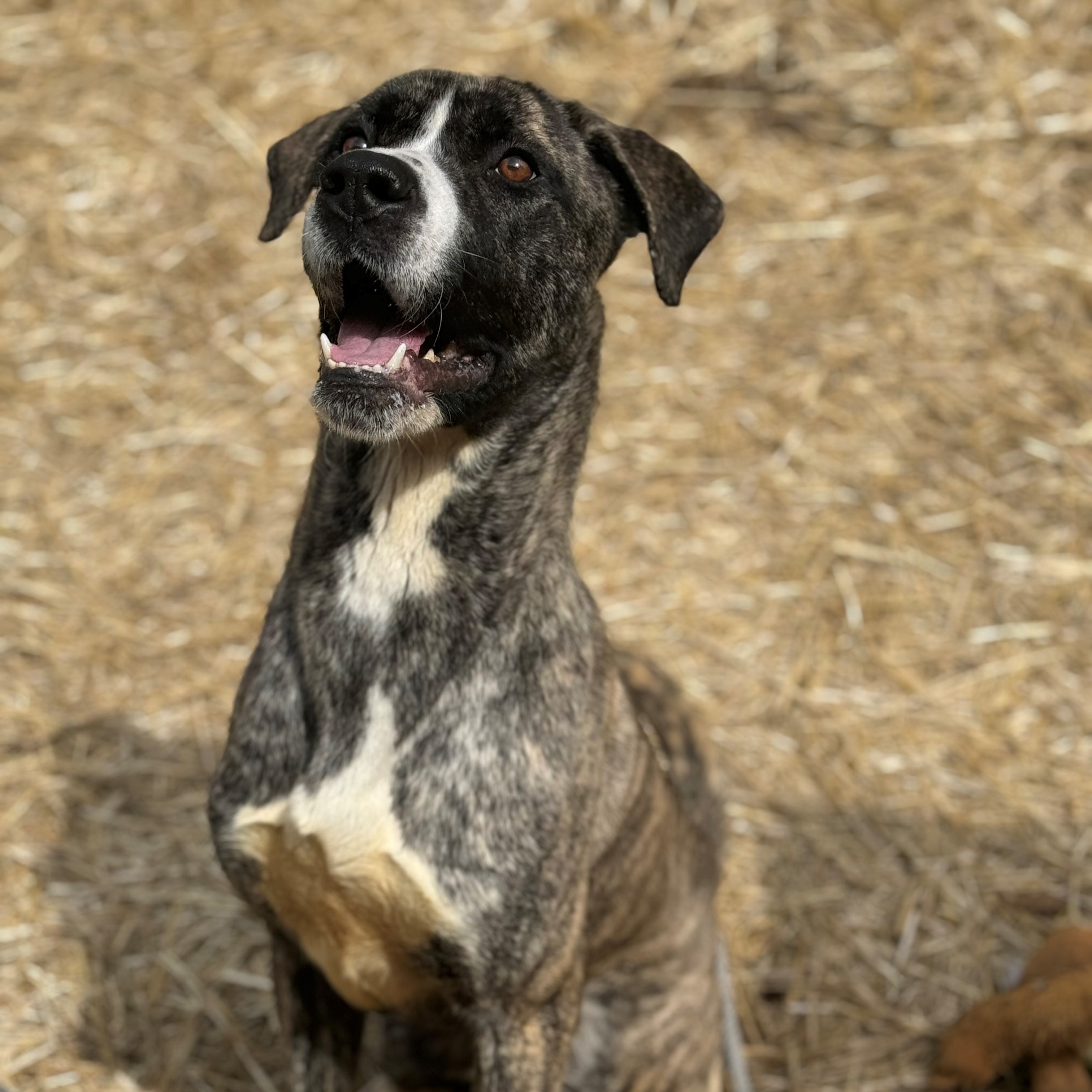 Thor, Adopted, Young Male Mountain Cur.