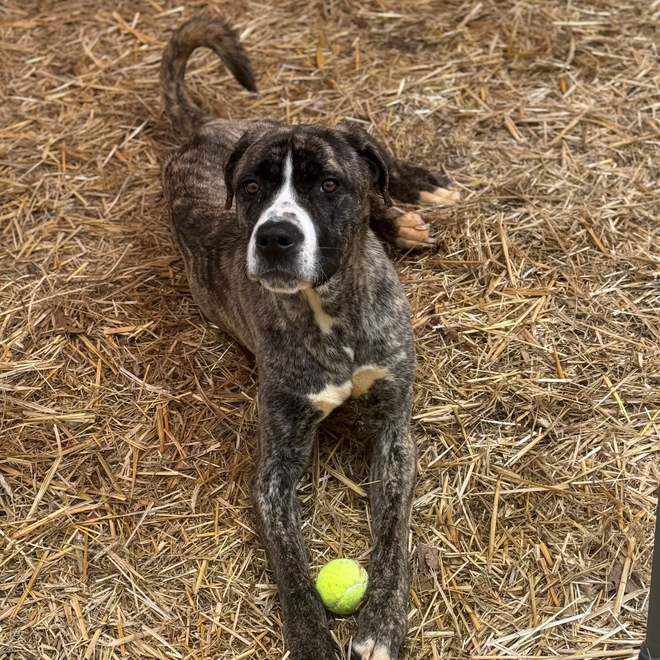 Thor, a Adopted Mountain Cur in Bloomfield, CT image 2/2