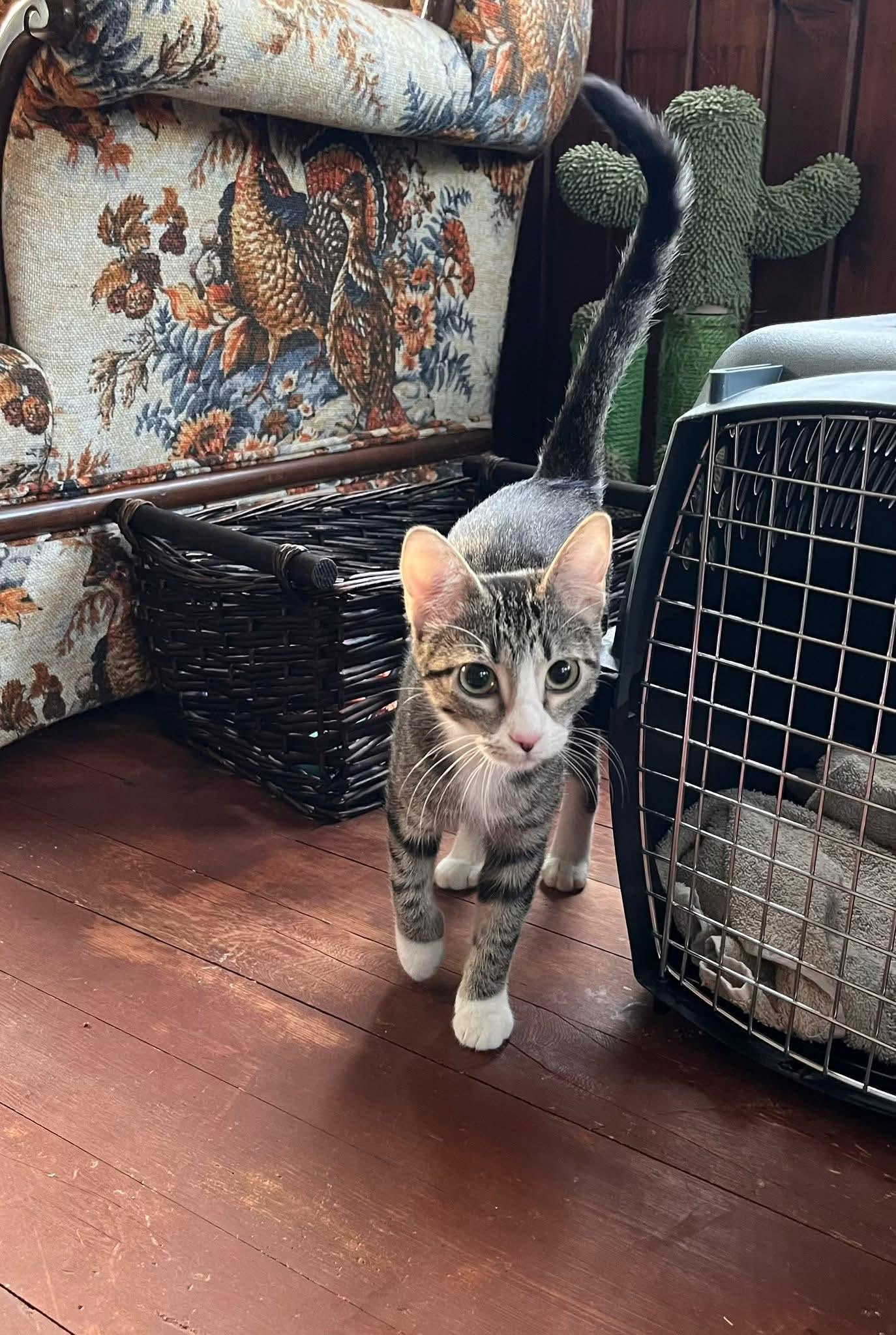 Rella, a Adoptable Domestic Short Hair in hinckley, IL image 1/3